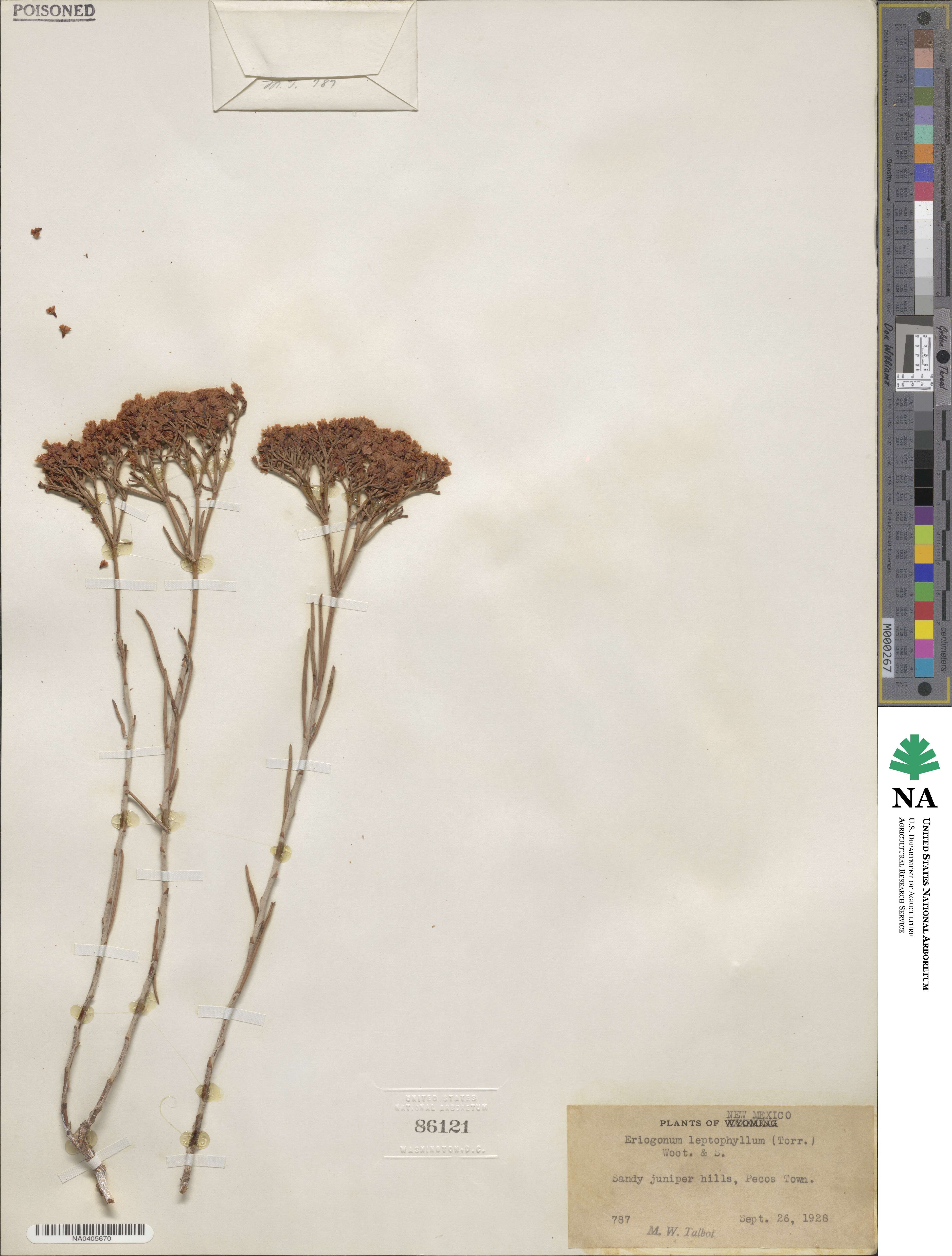 Eriogonum leptophyllum image