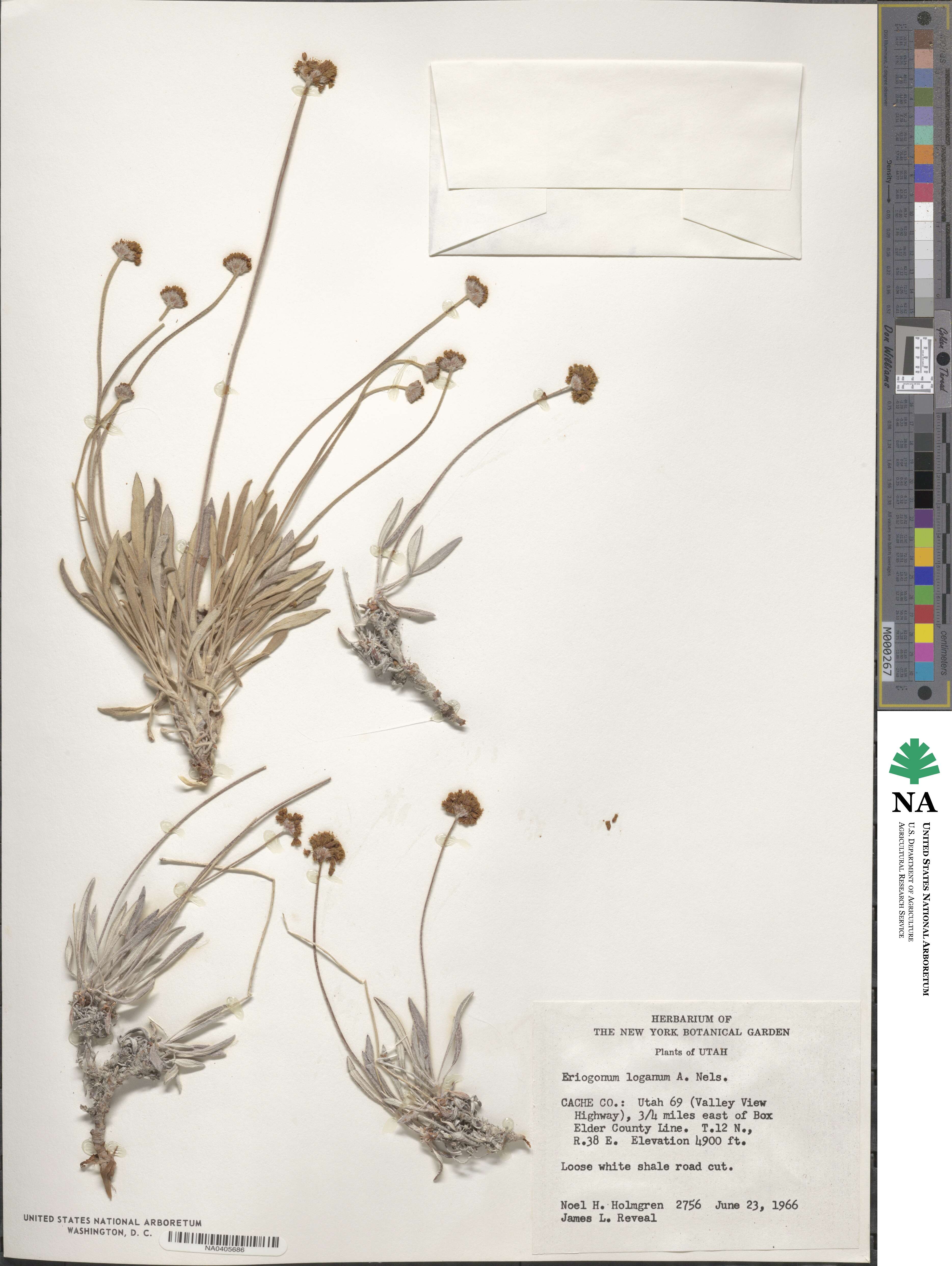 Eriogonum loganum image