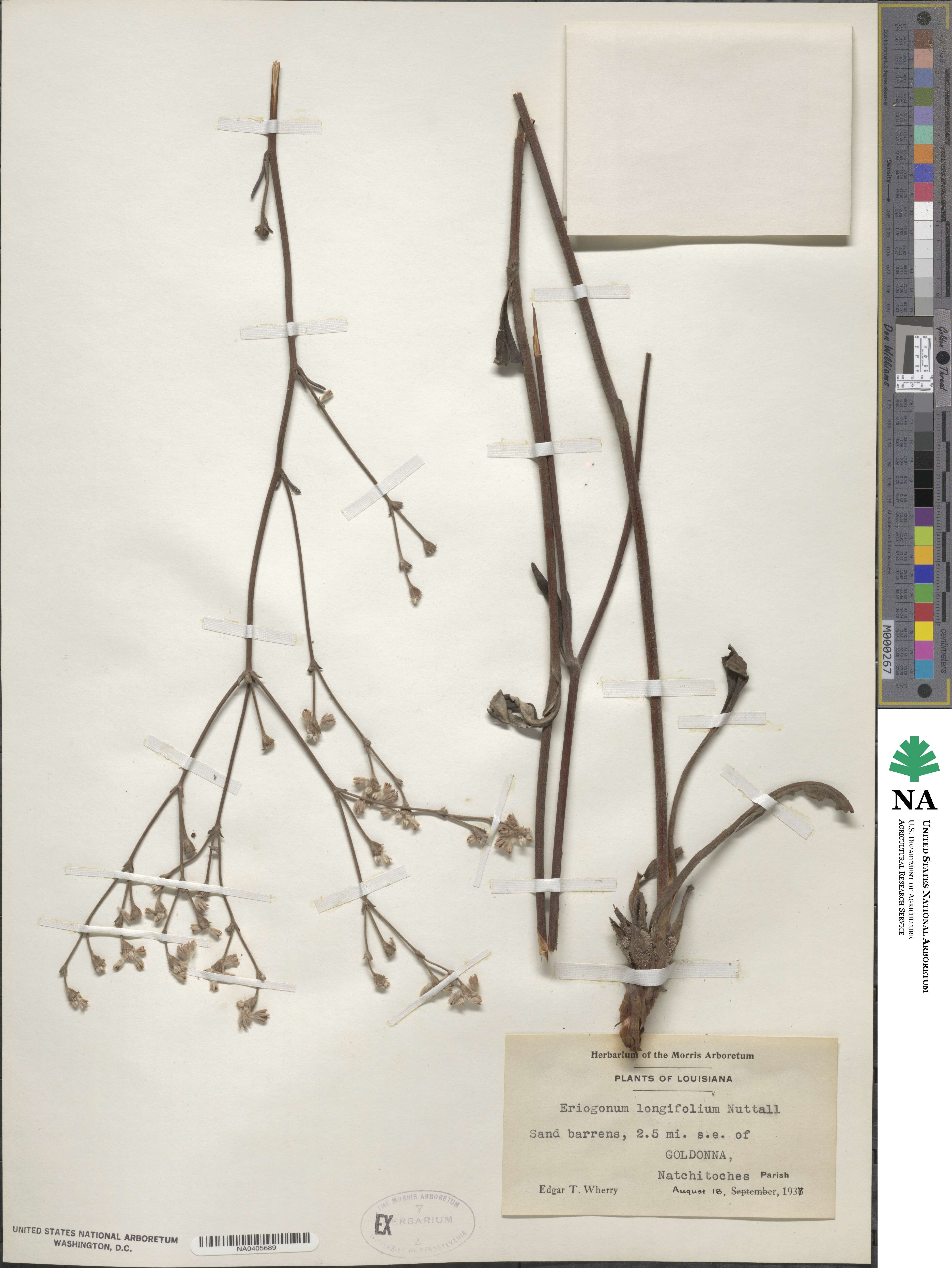 Eriogonum longifolium image