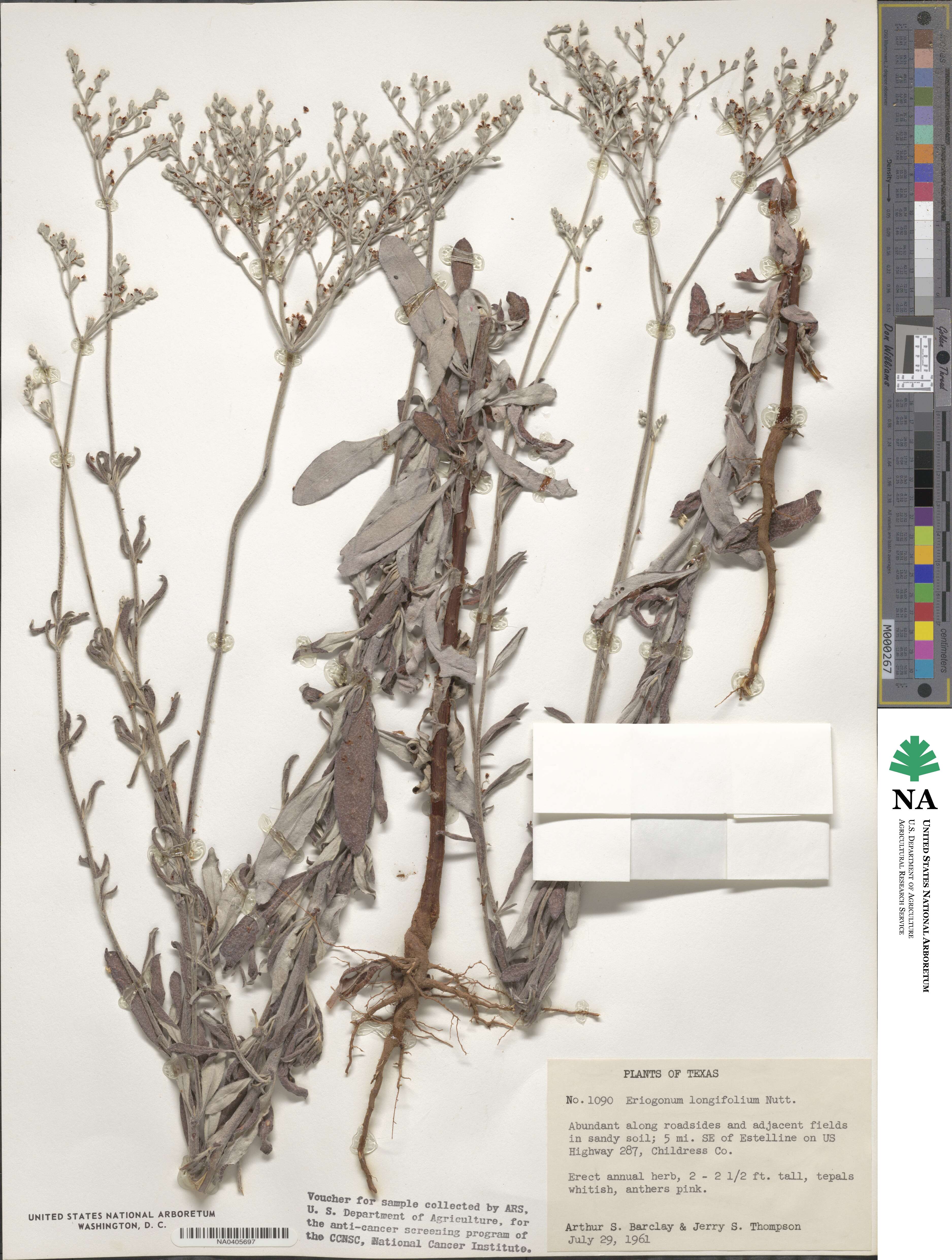 Eriogonum longifolium image