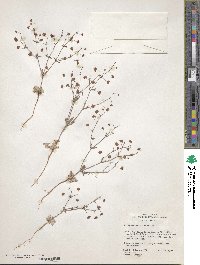 Eriogonum maculatum image