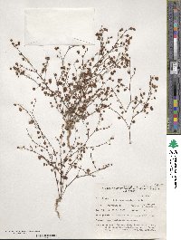 Eriogonum maculatum image