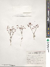 Eriogonum maculatum image