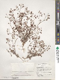 Eriogonum maculatum image