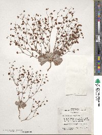 Eriogonum maculatum image