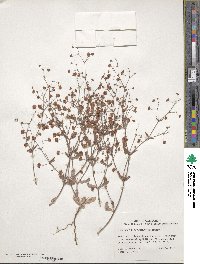 Eriogonum maculatum image