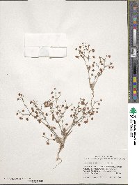Eriogonum maculatum image