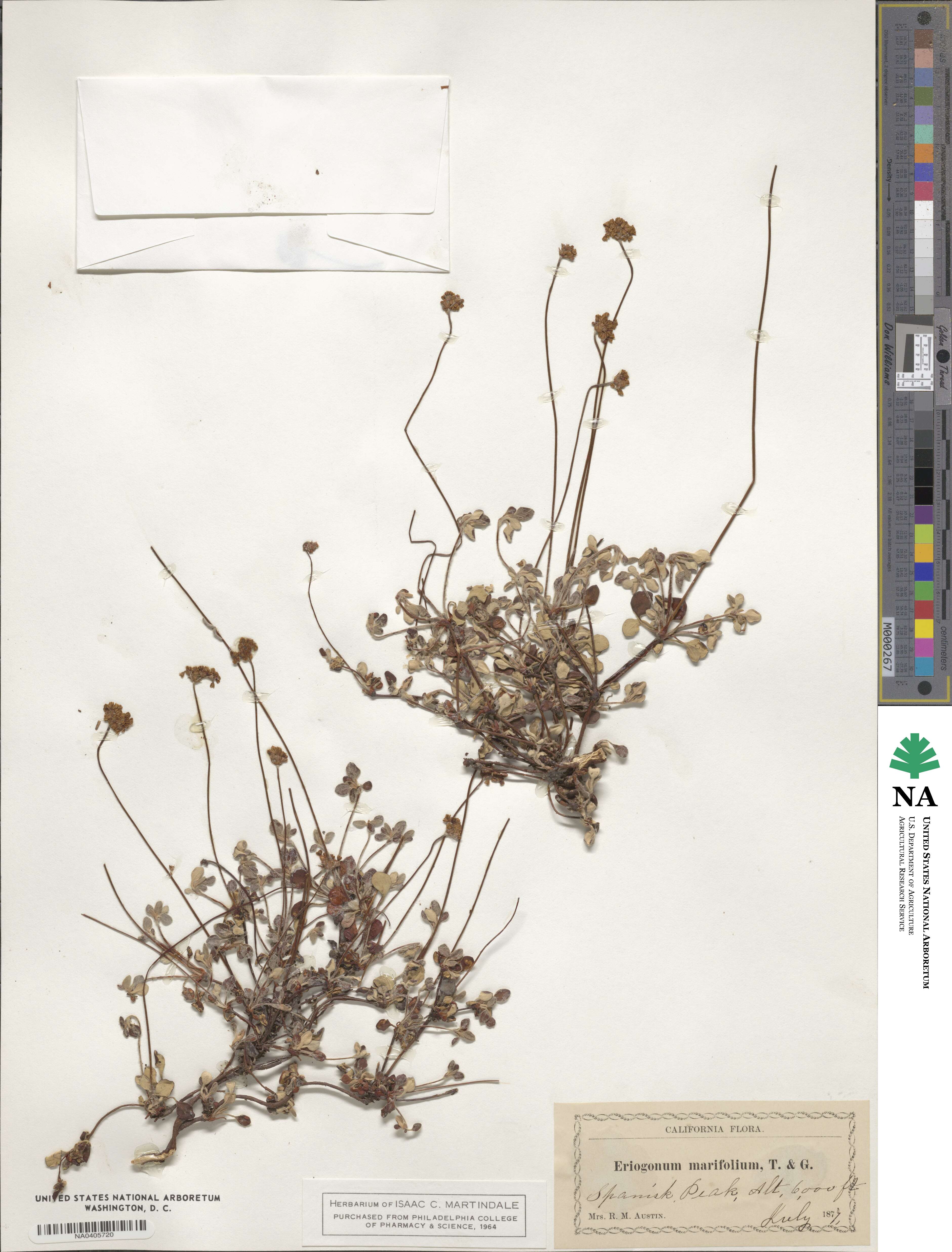 Eriogonum marifolium image