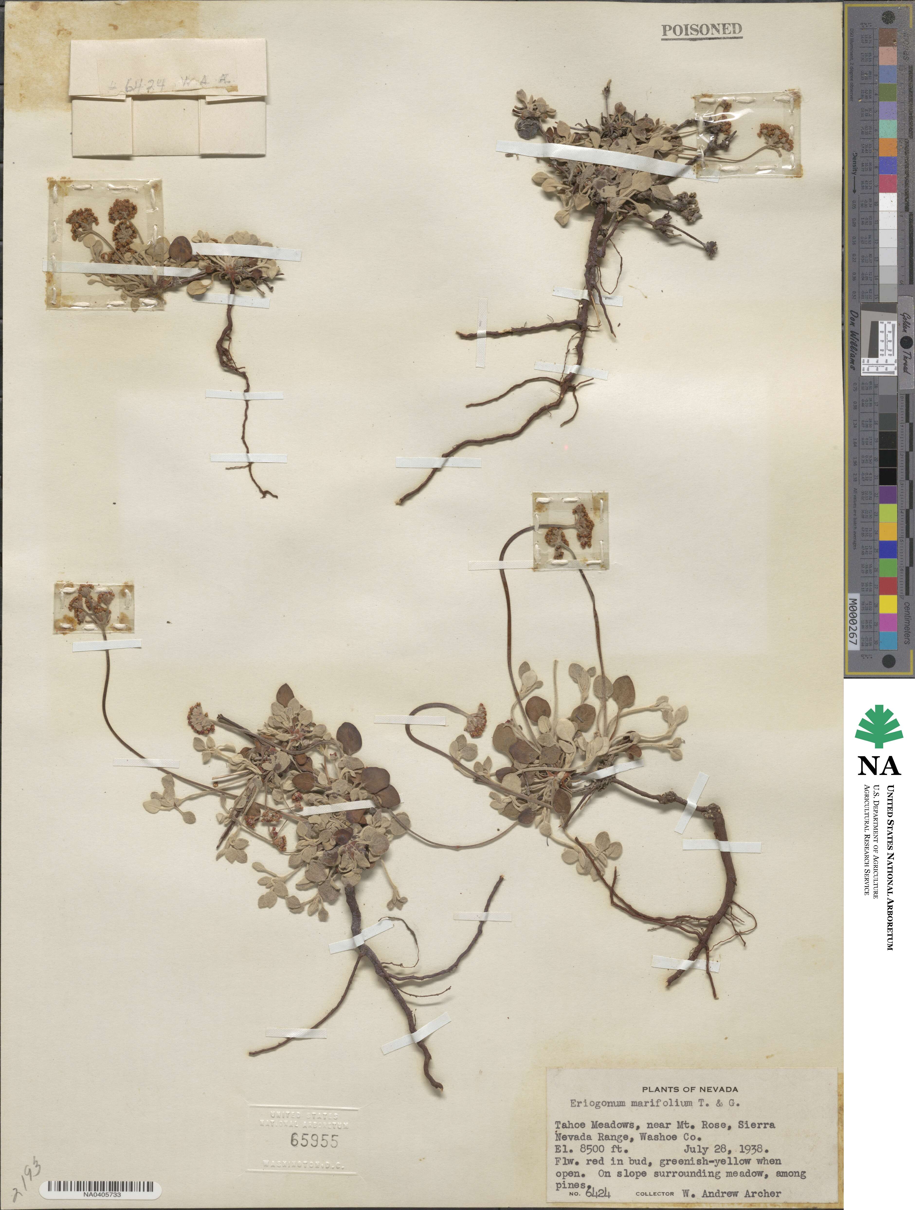 Eriogonum marifolium image