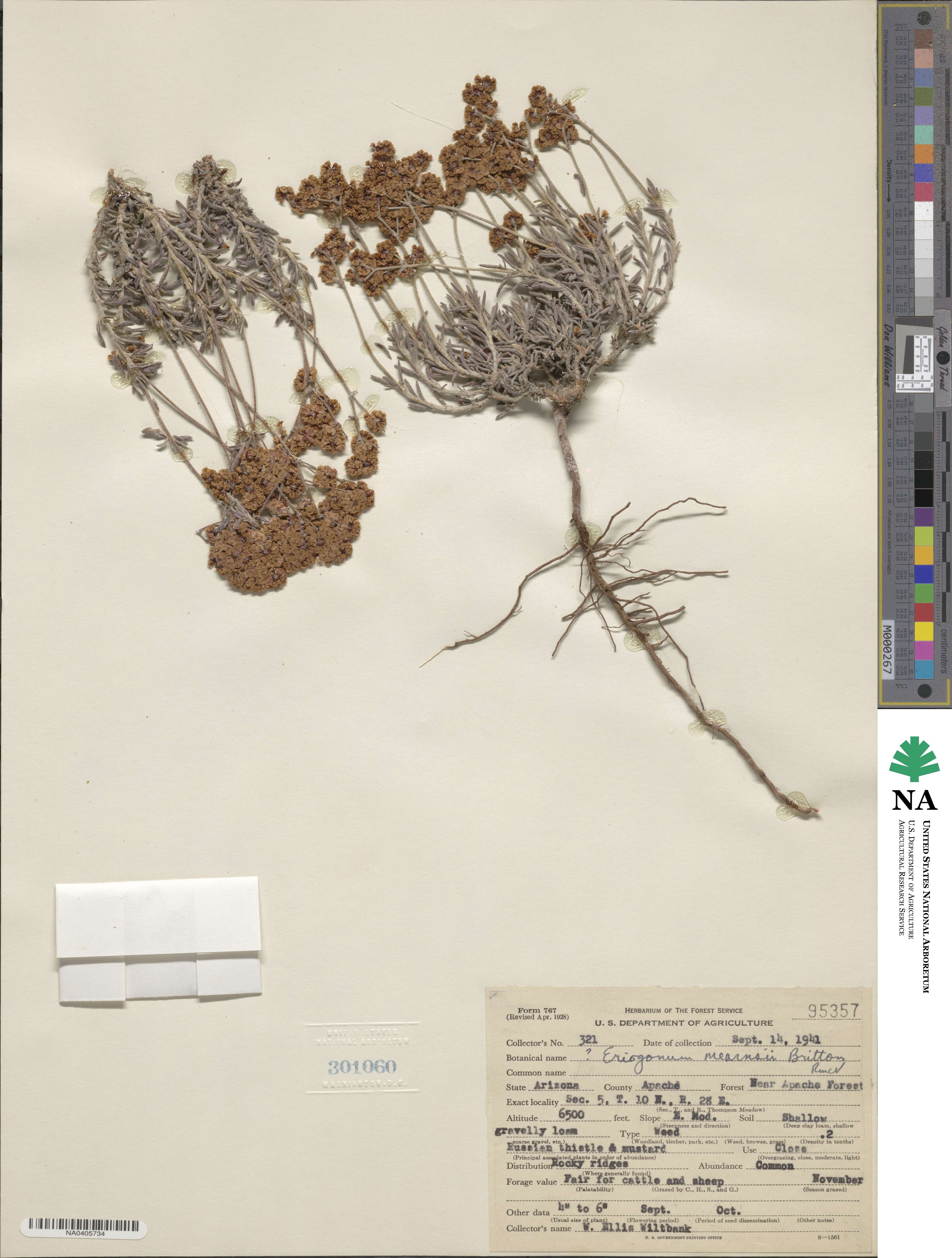Eriogonum ericifolium image