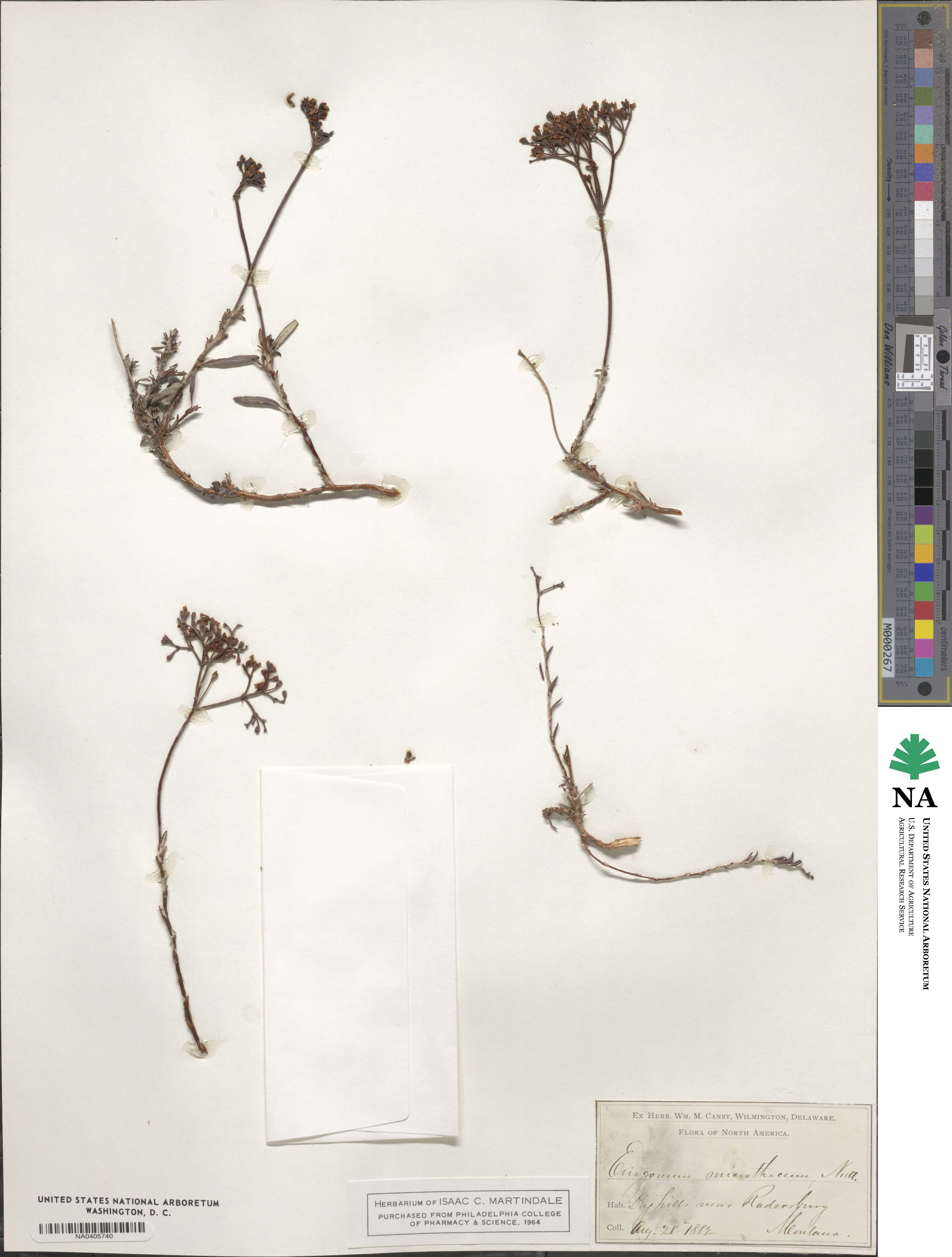 Eriogonum microtheca image
