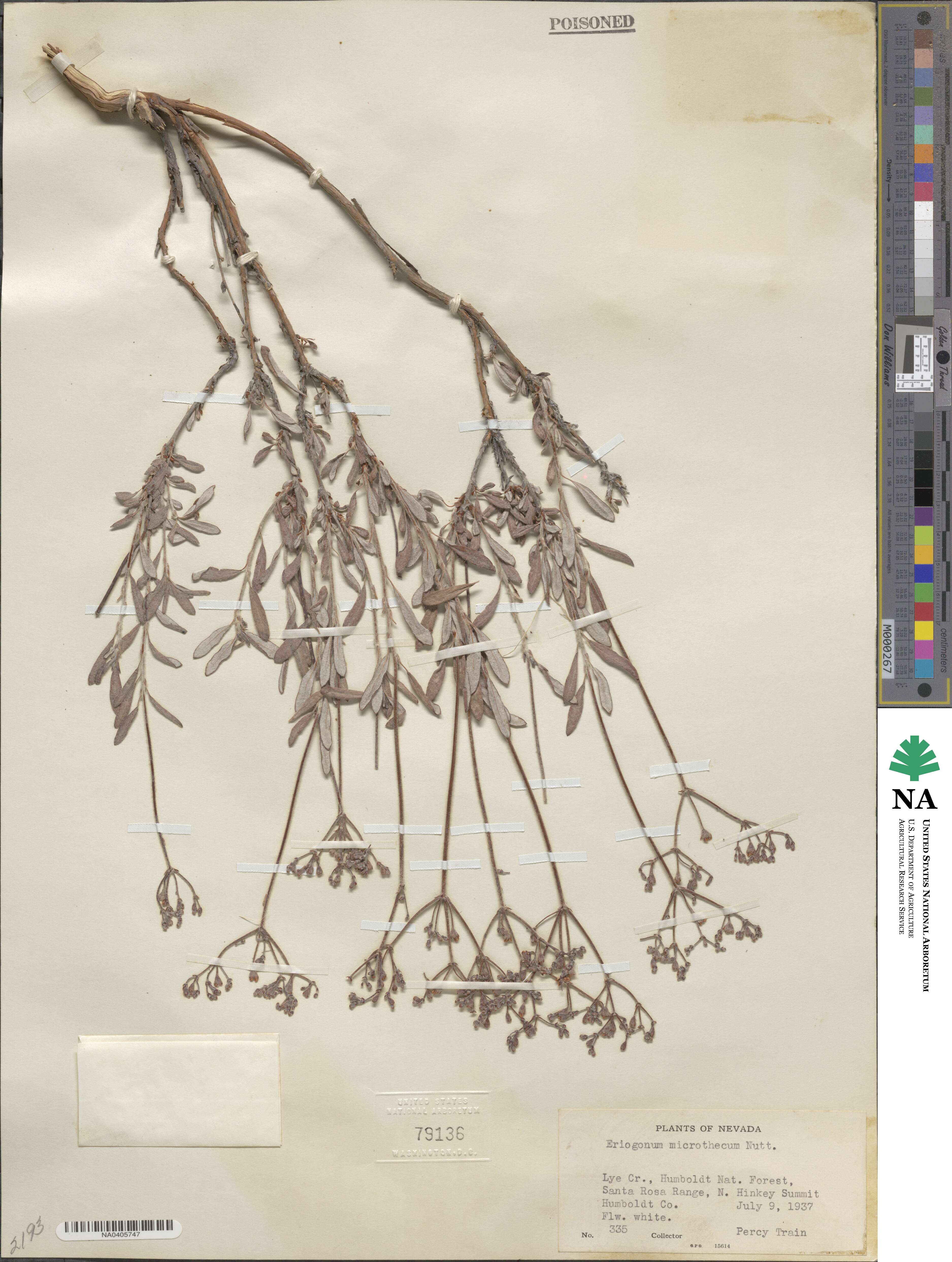 Eriogonum microtheca image