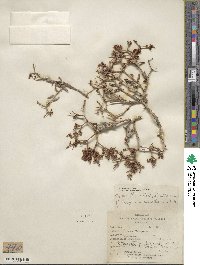Eriogonum microtheca image