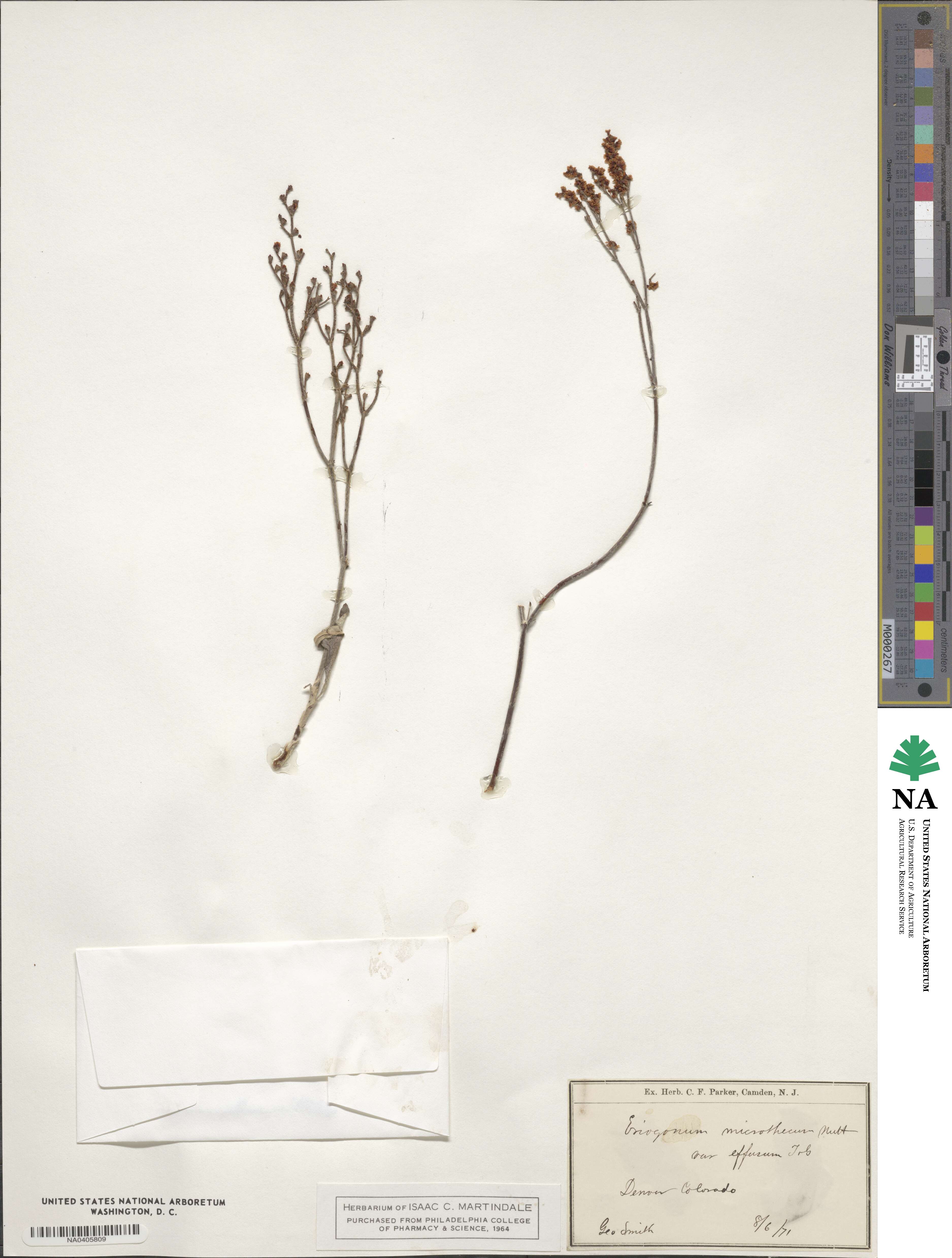 Eriogonum effusum image