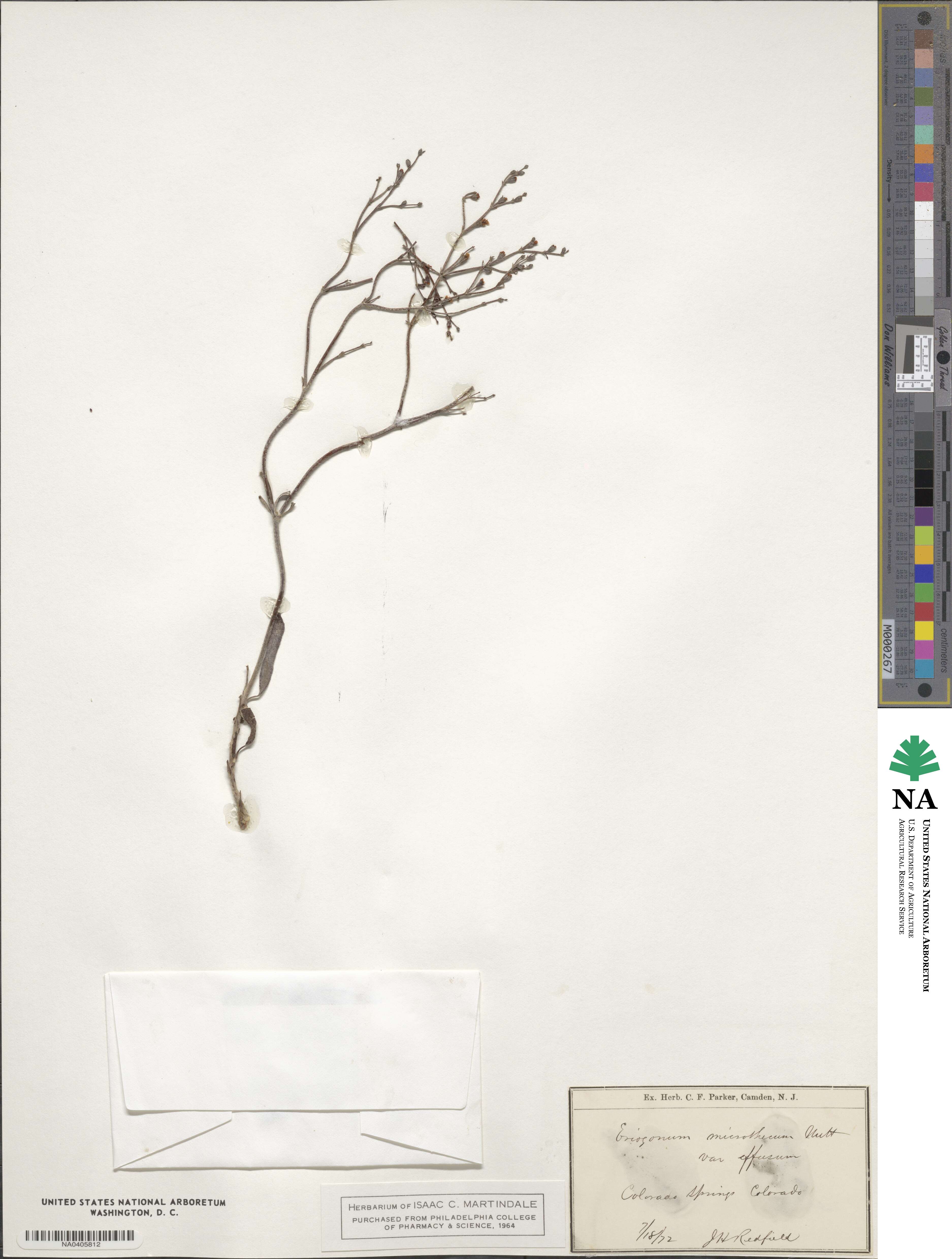 Eriogonum effusum image