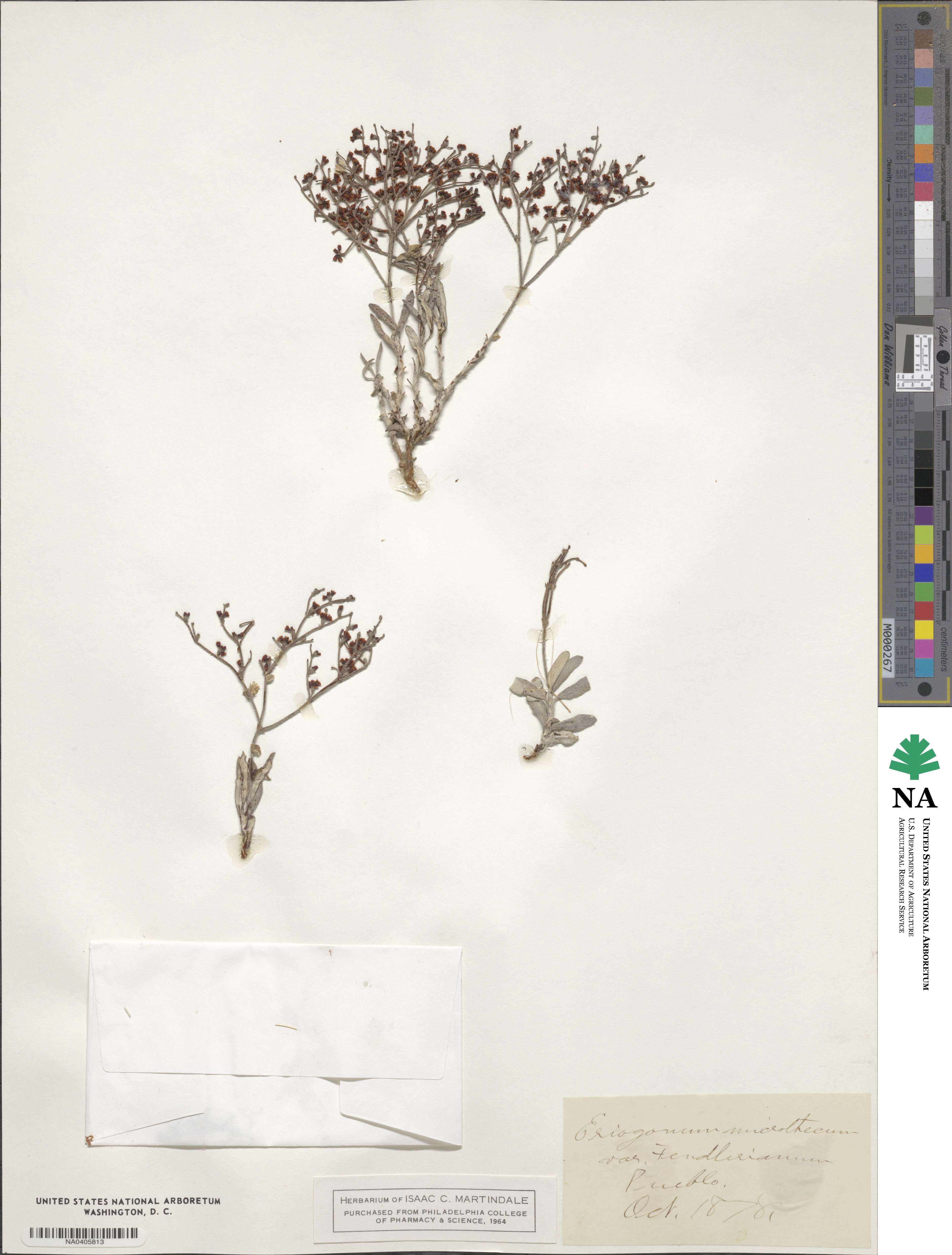 Eriogonum lonchophyllum image