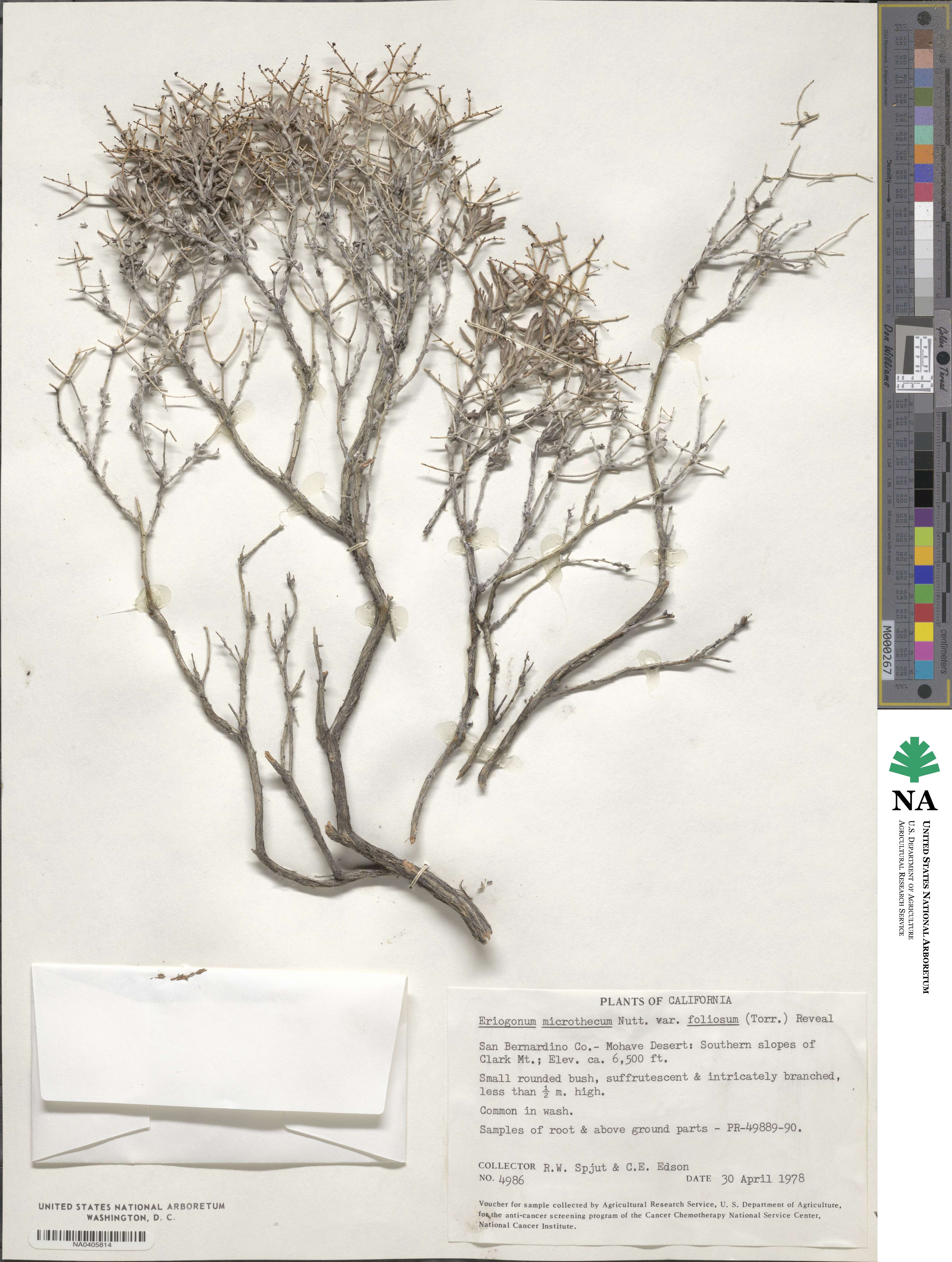 Eriogonum microtheca var. simpsonii image