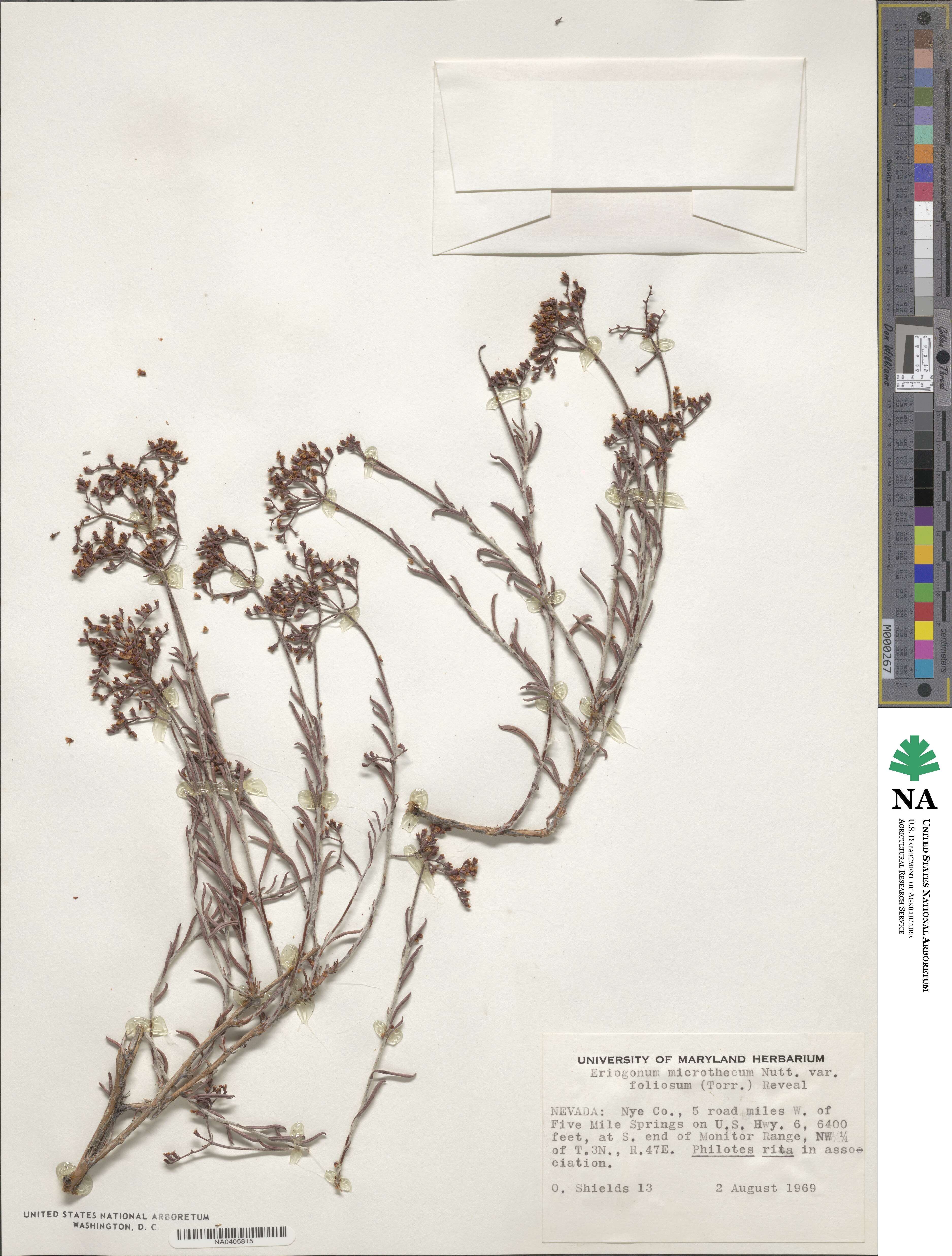 Eriogonum microtheca var. simpsonii image