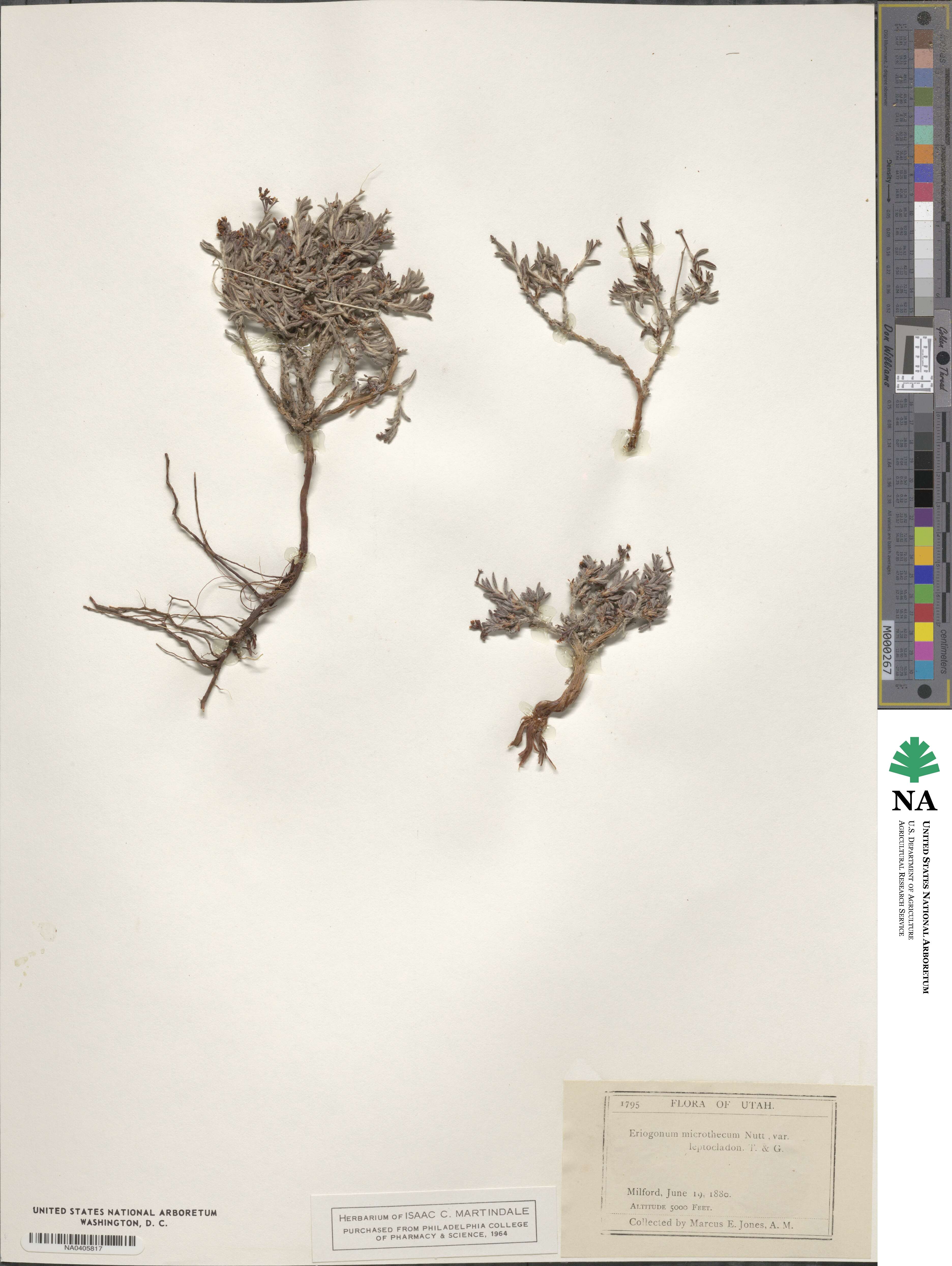 Eriogonum microtheca var. lapidicola image