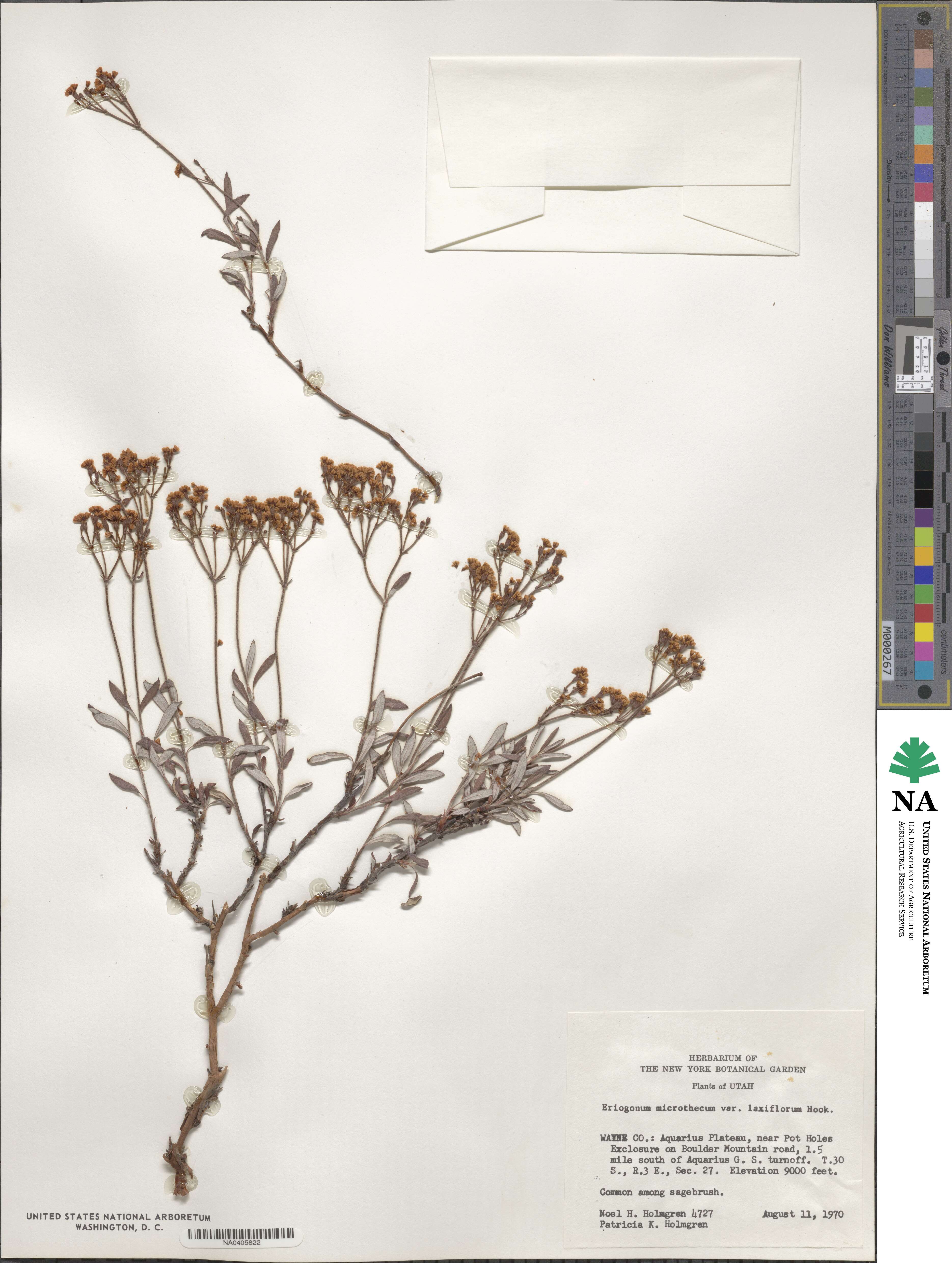 Eriogonum microtheca var. laxiflorum image
