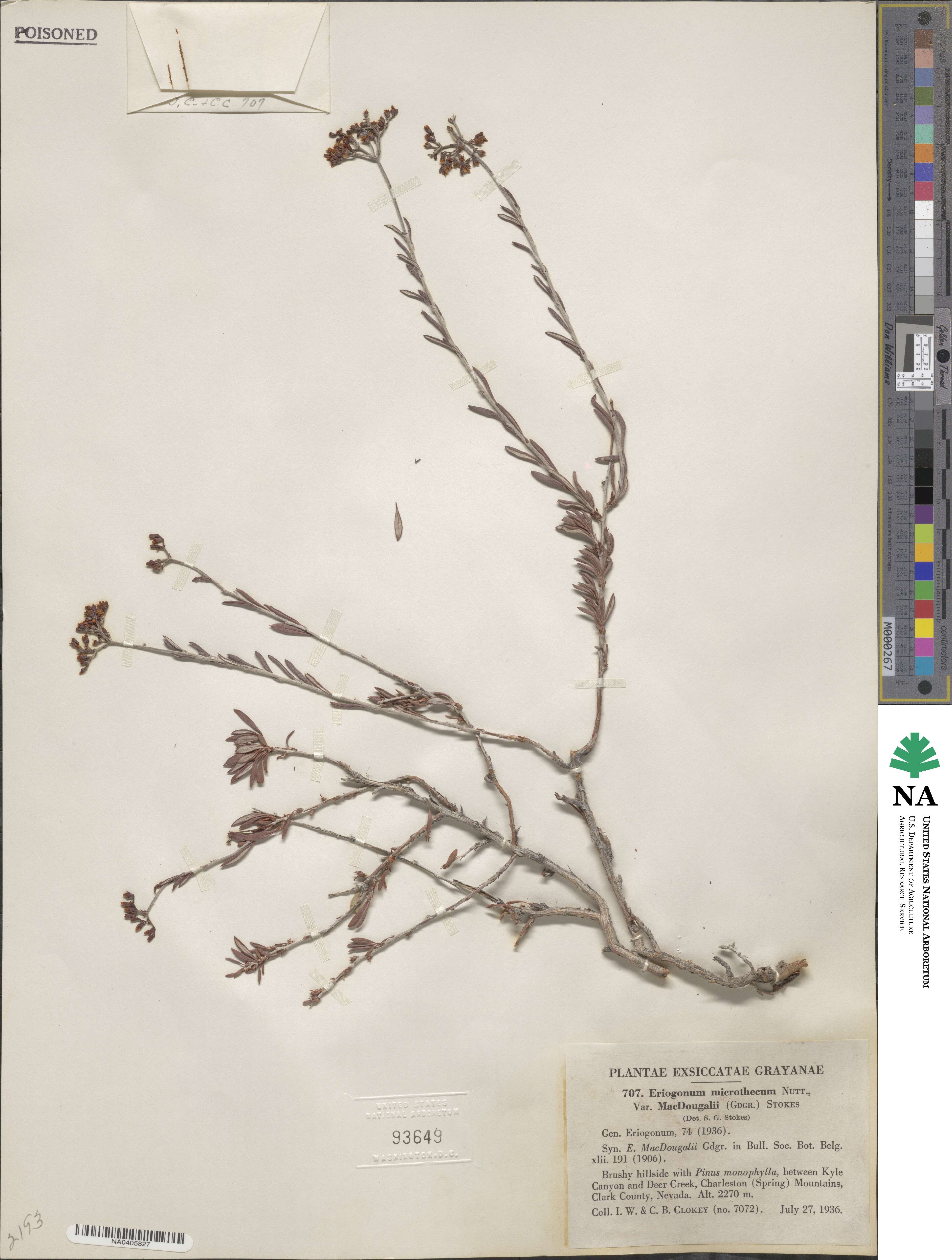 Eriogonum microtheca var. simpsonii image