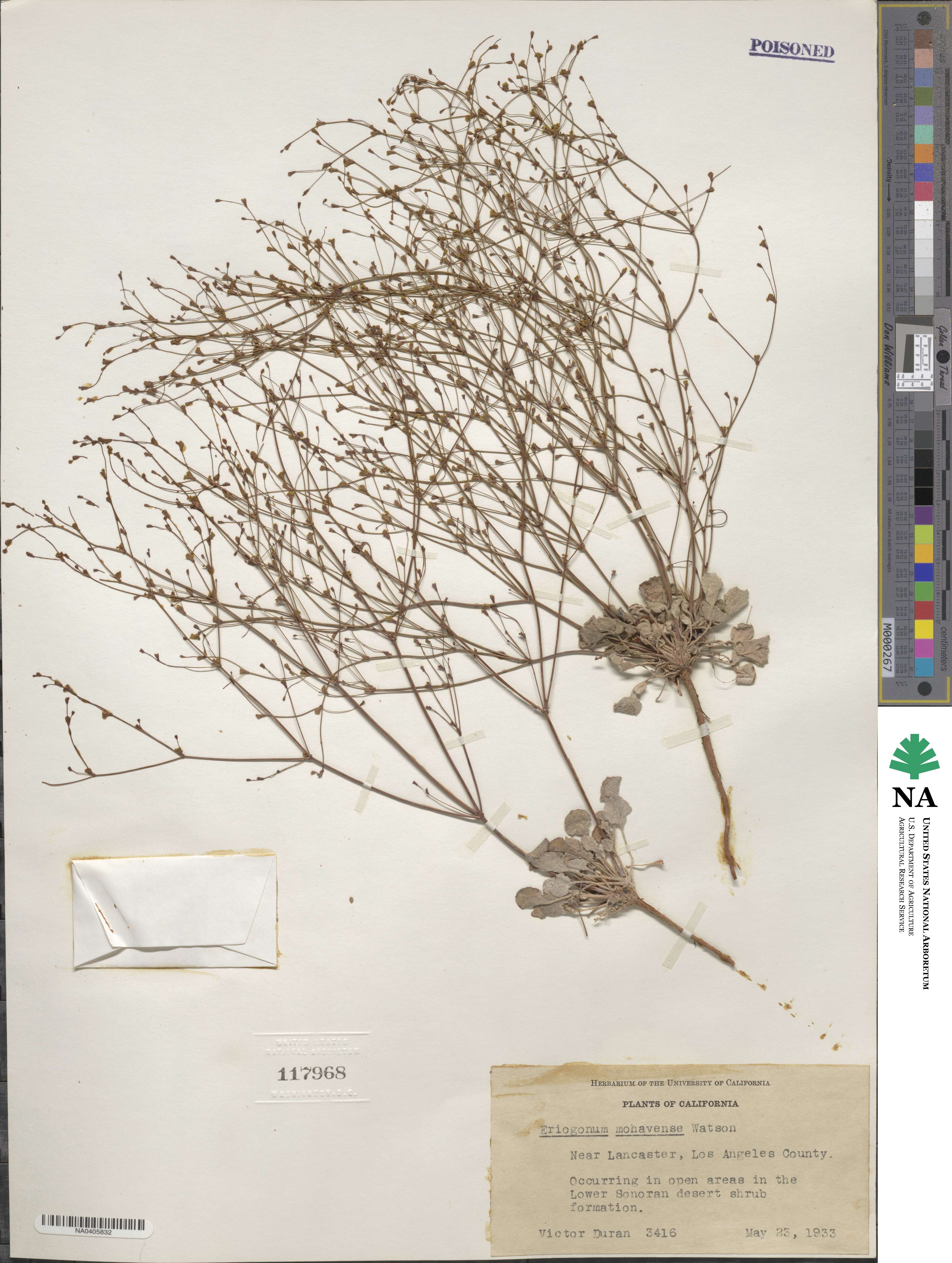 Eriogonum mohavense image