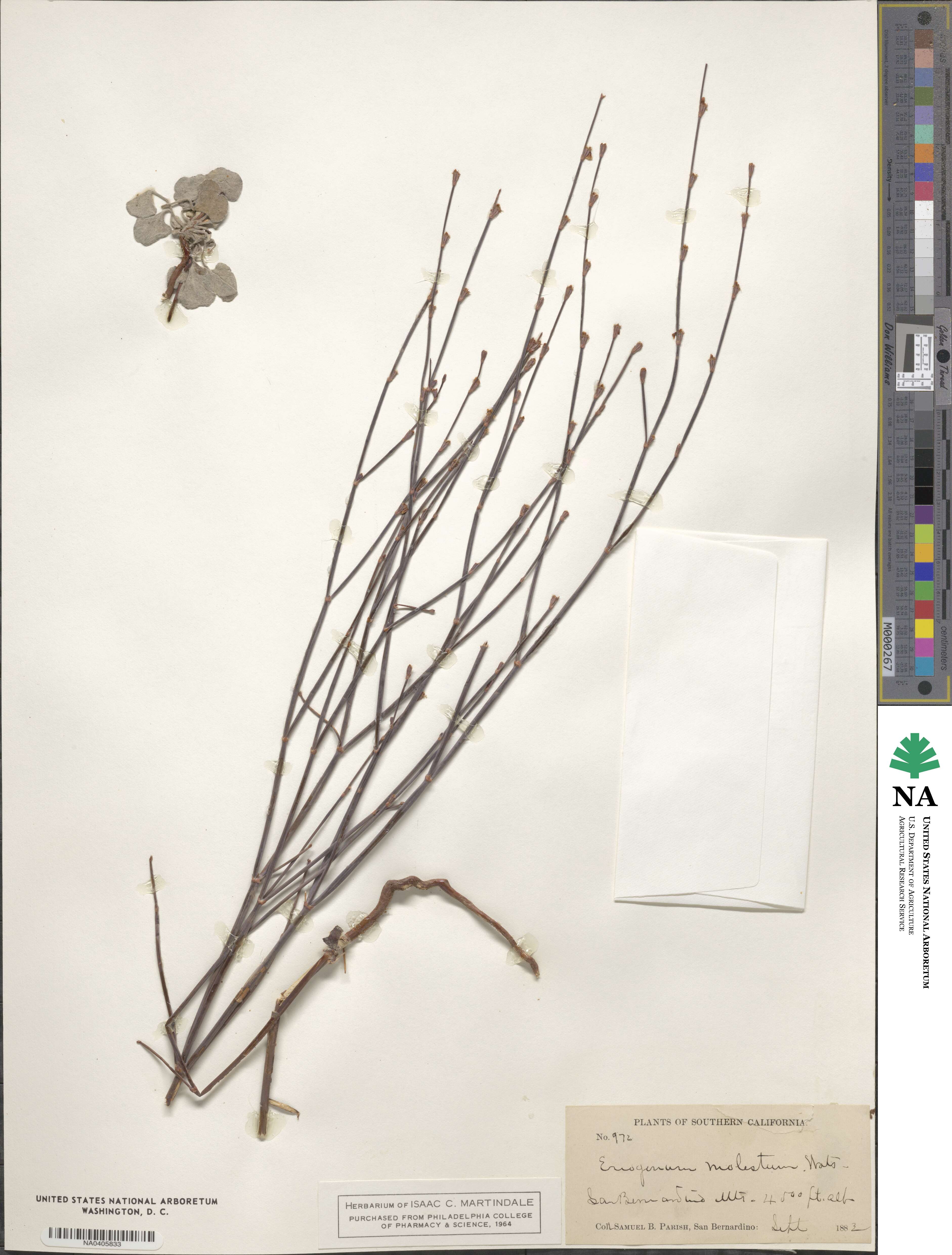 Eriogonum molestum image