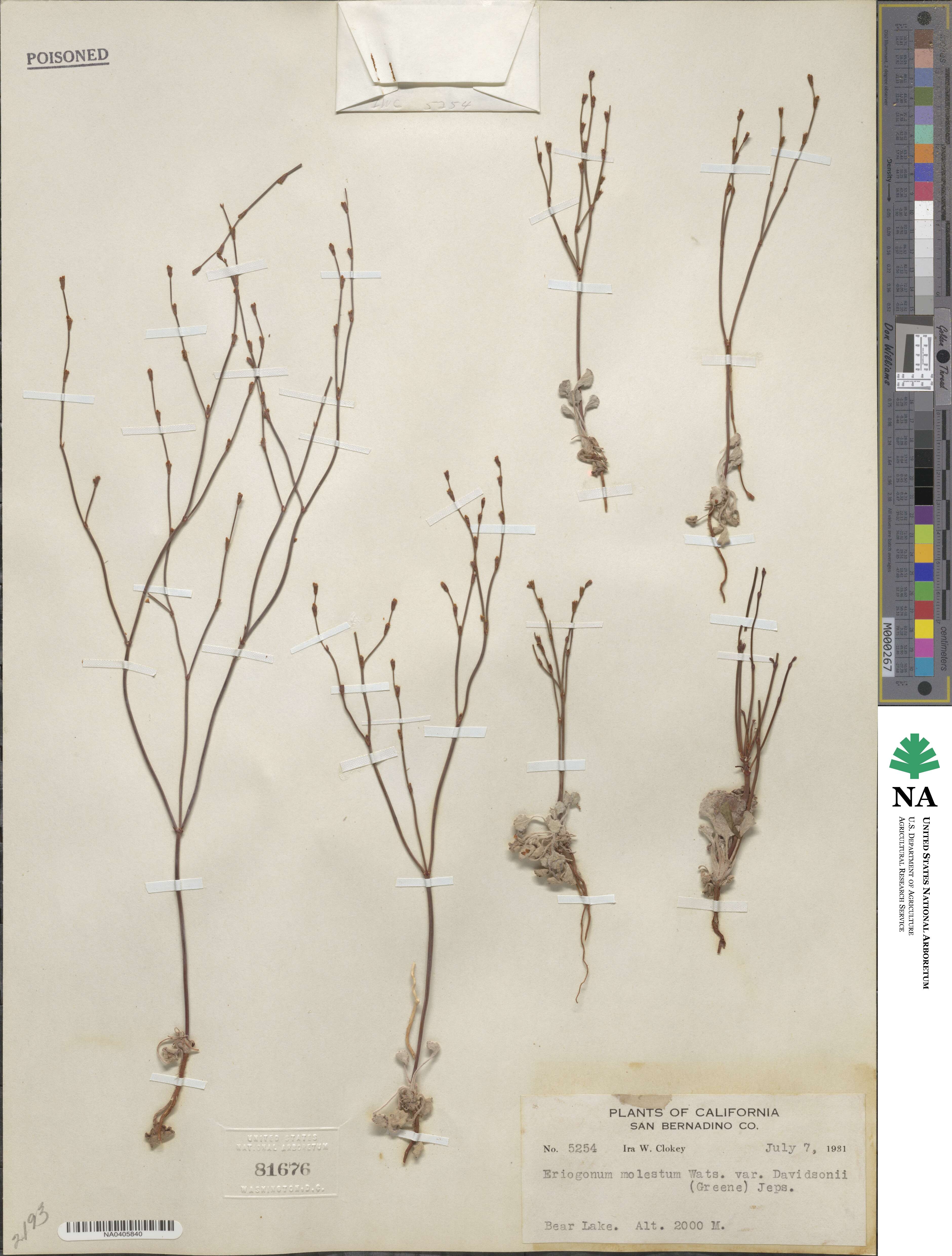 Eriogonum davidsonii image