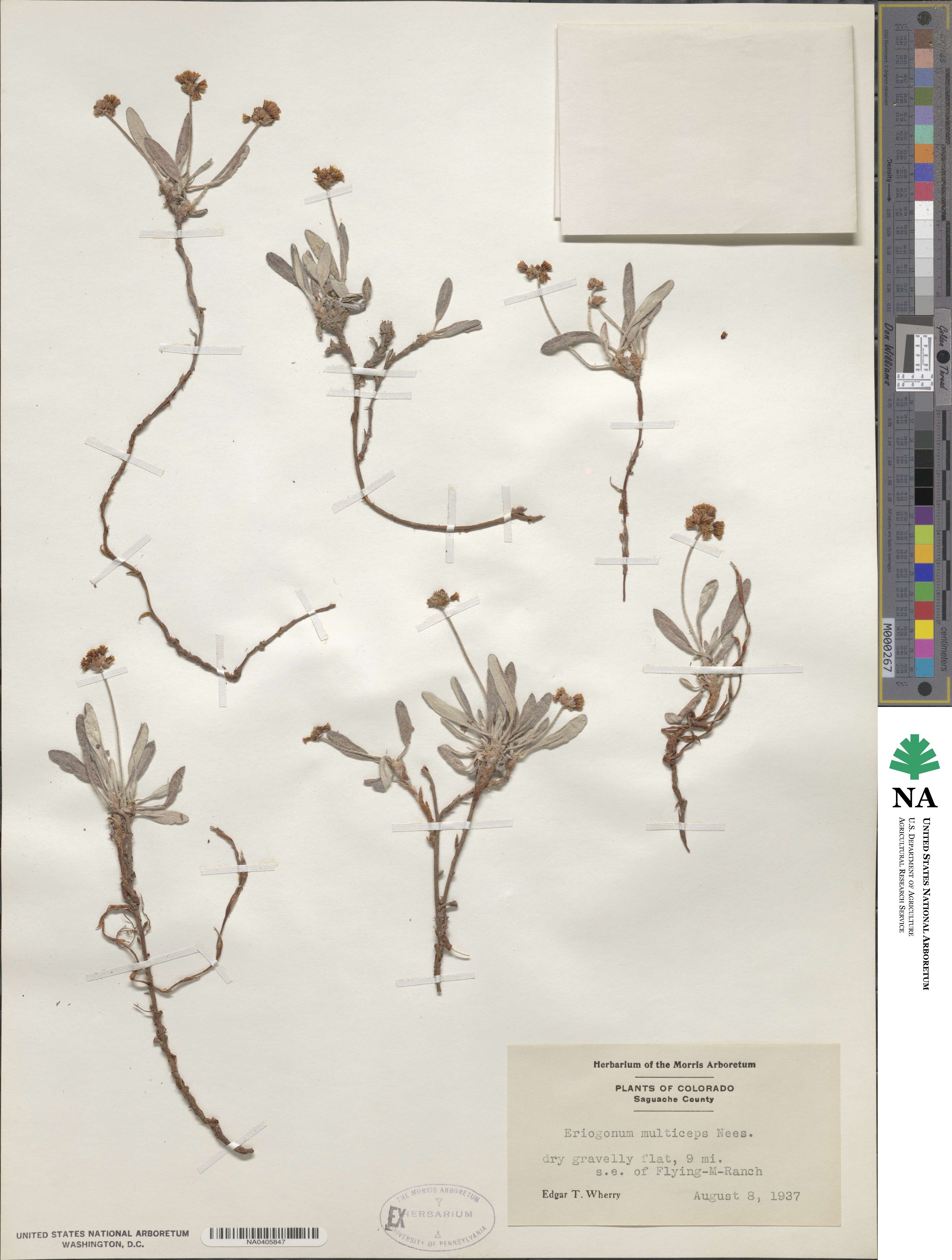 Eriogonum pauciflorum image