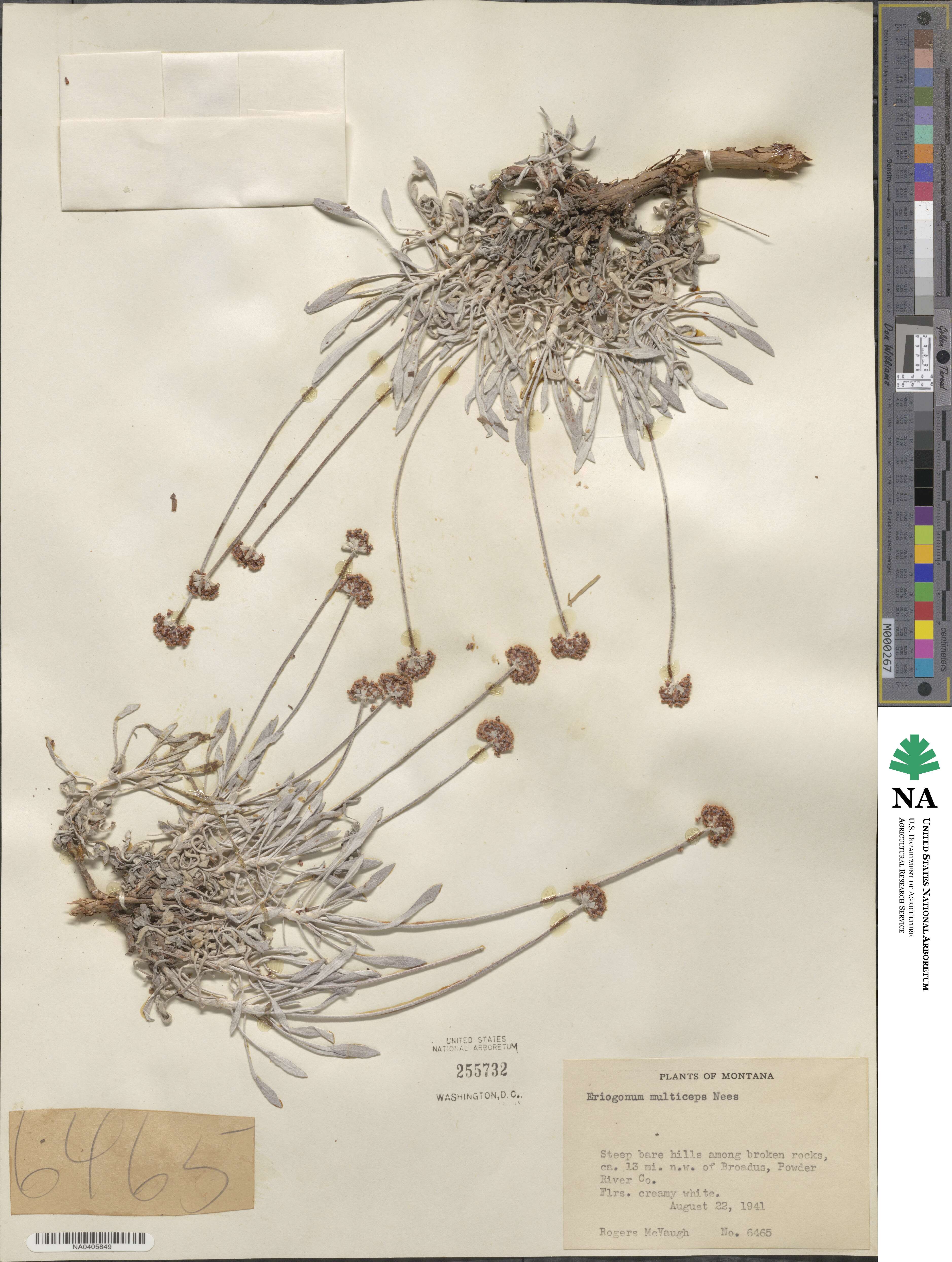 Eriogonum pauciflorum image