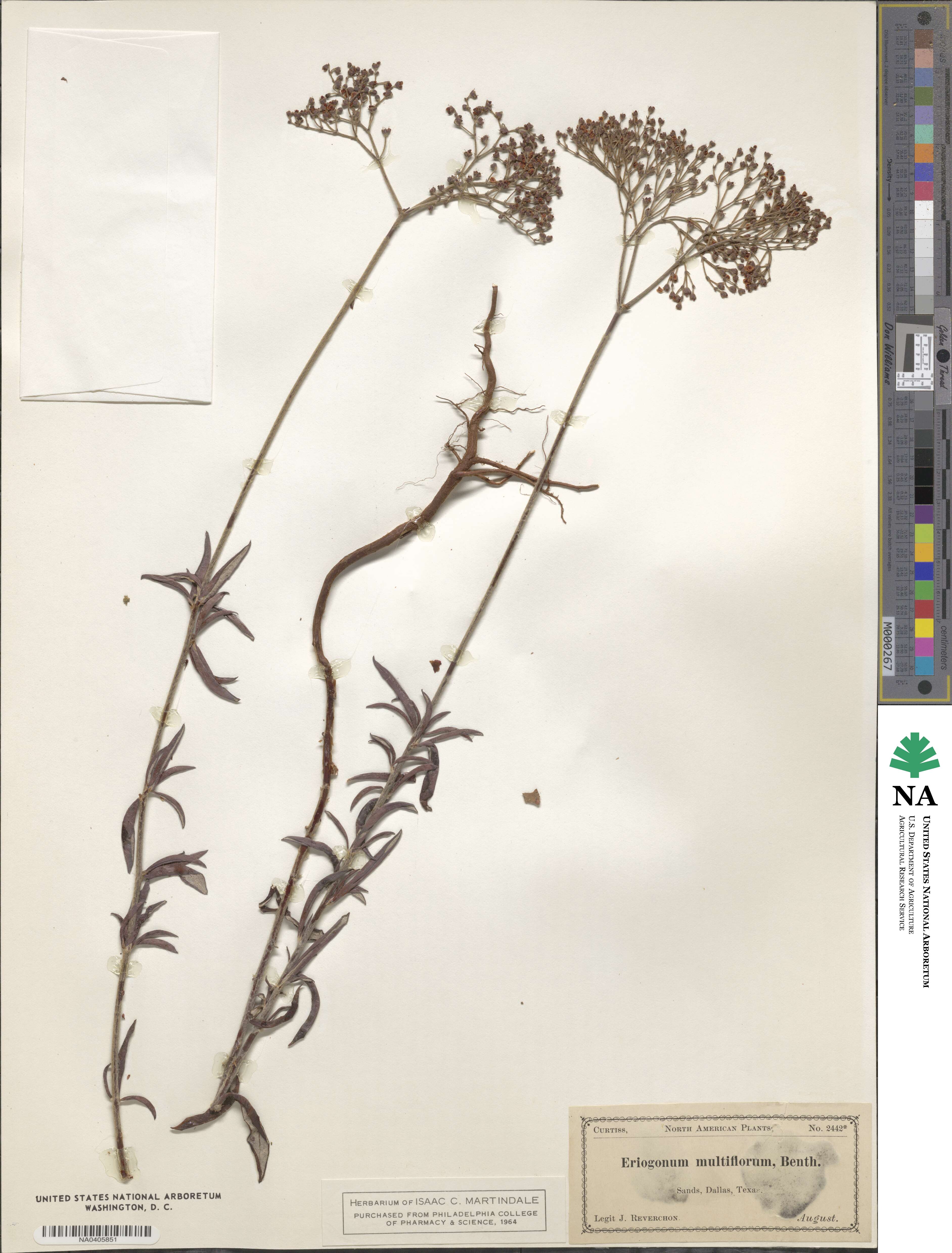 Eriogonum multiflorum image
