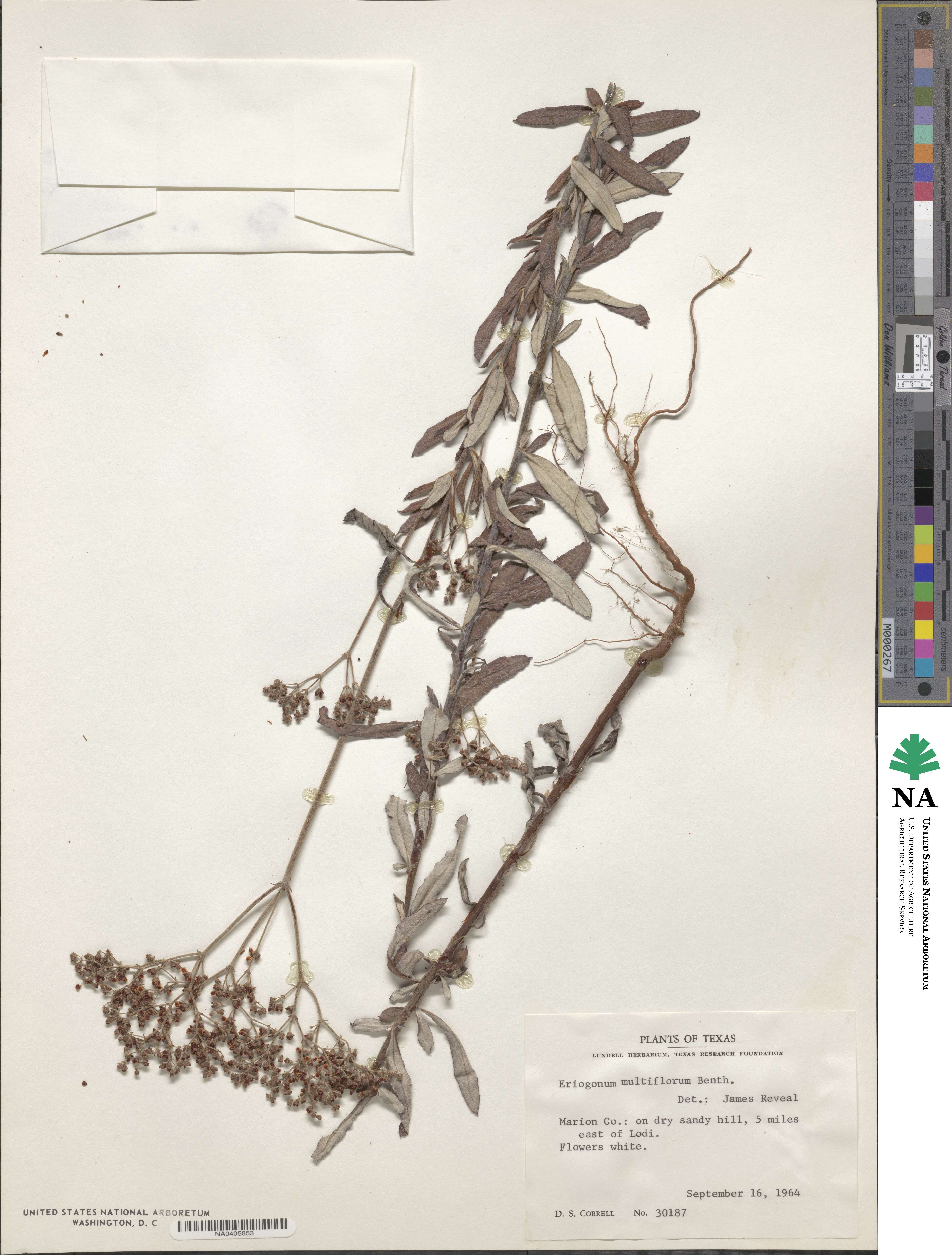 Eriogonum multiflorum image