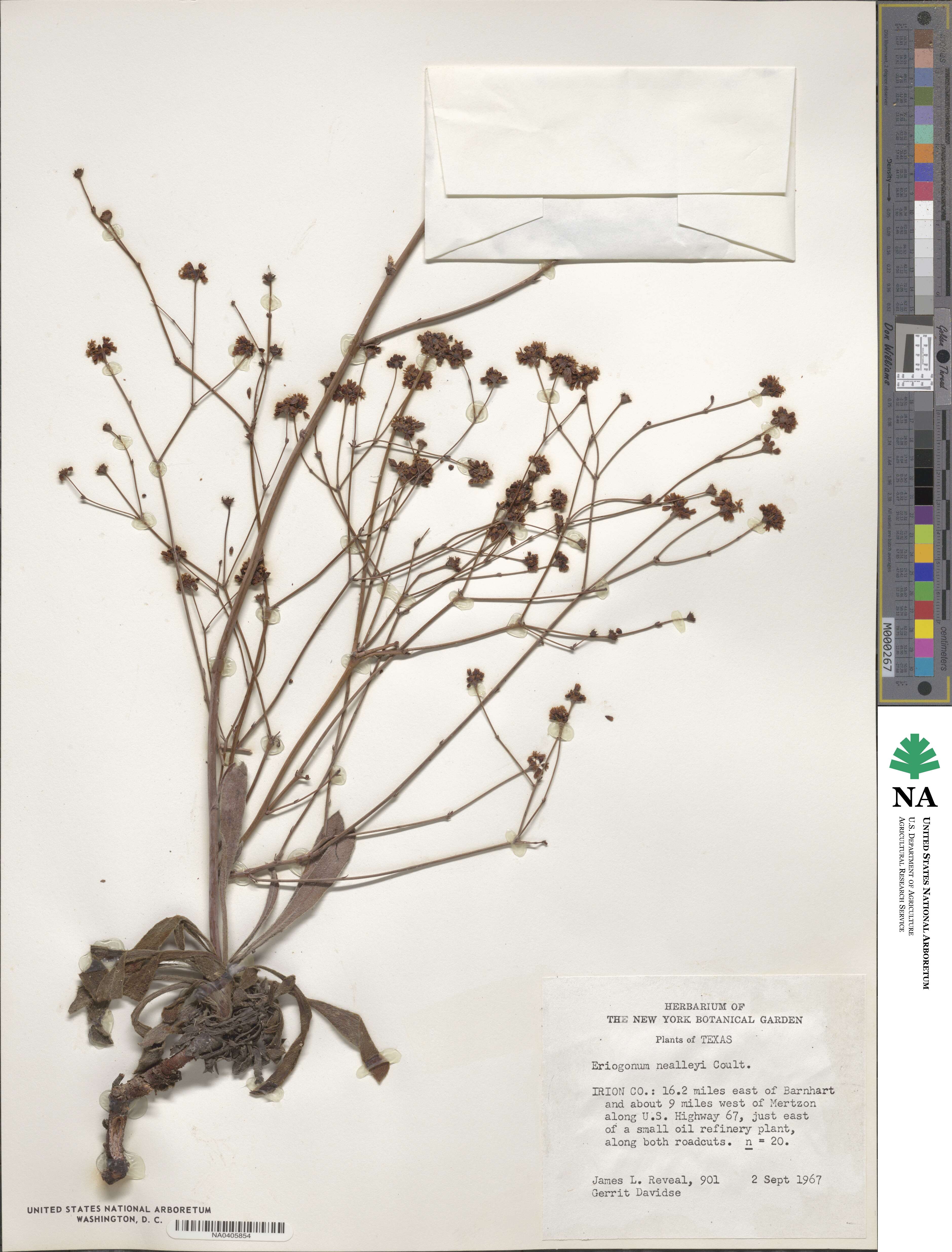 Eriogonum nealleyi image
