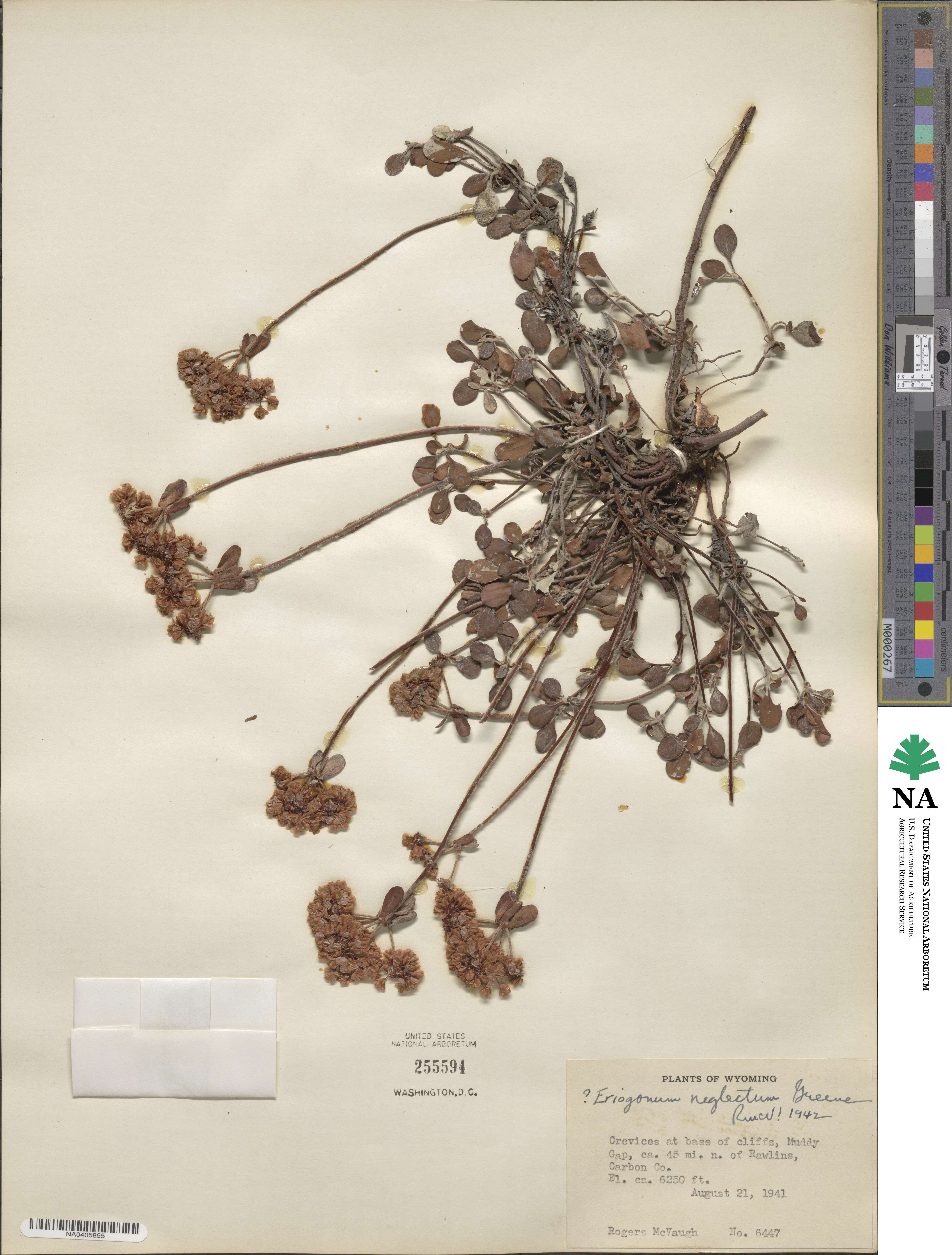 Eriogonum umbellatum var. aureum image