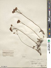 Eriogonum umbellatum var. aureum image
