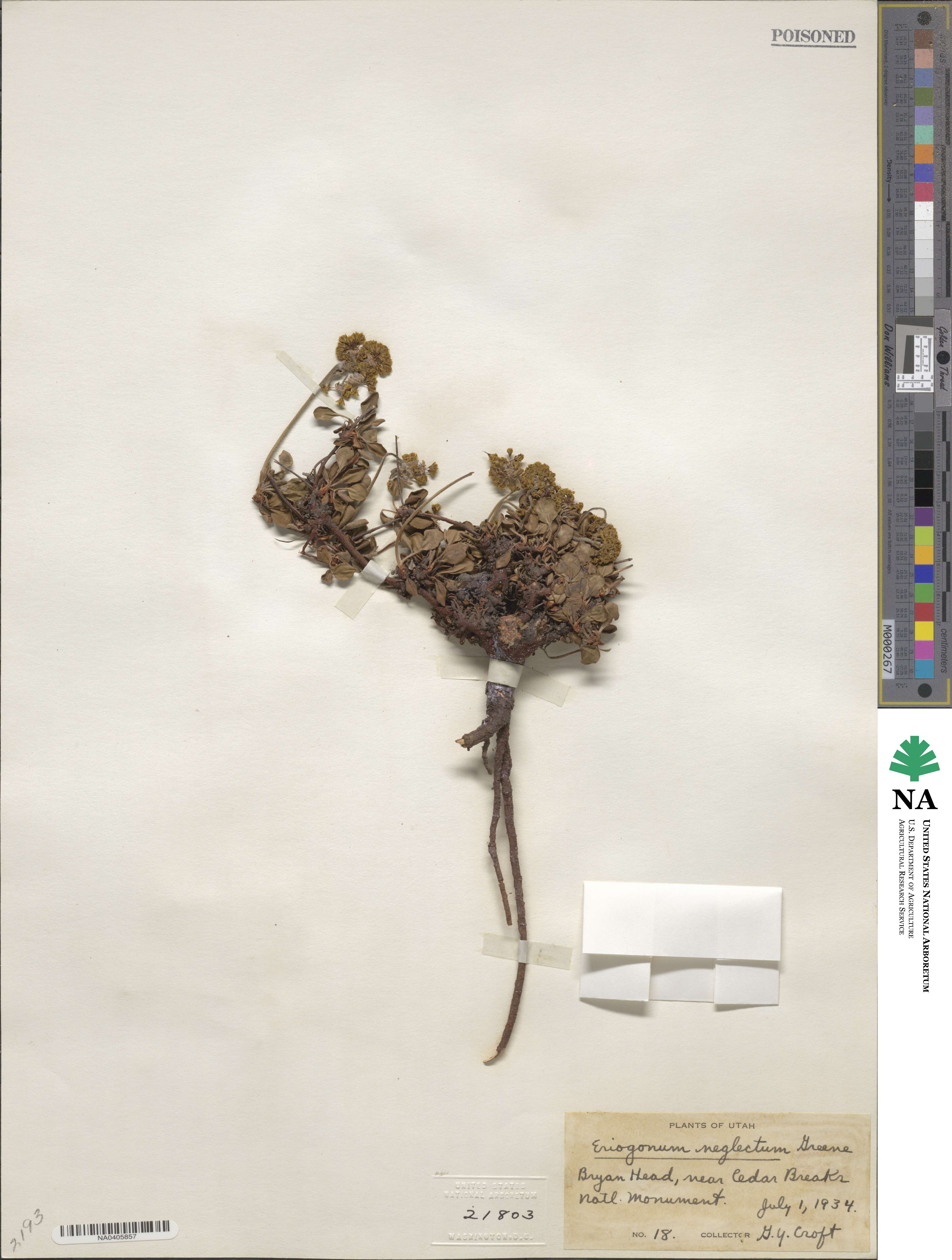 Eriogonum umbellatum var. aureum image