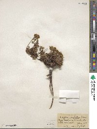 Eriogonum umbellatum var. aureum image