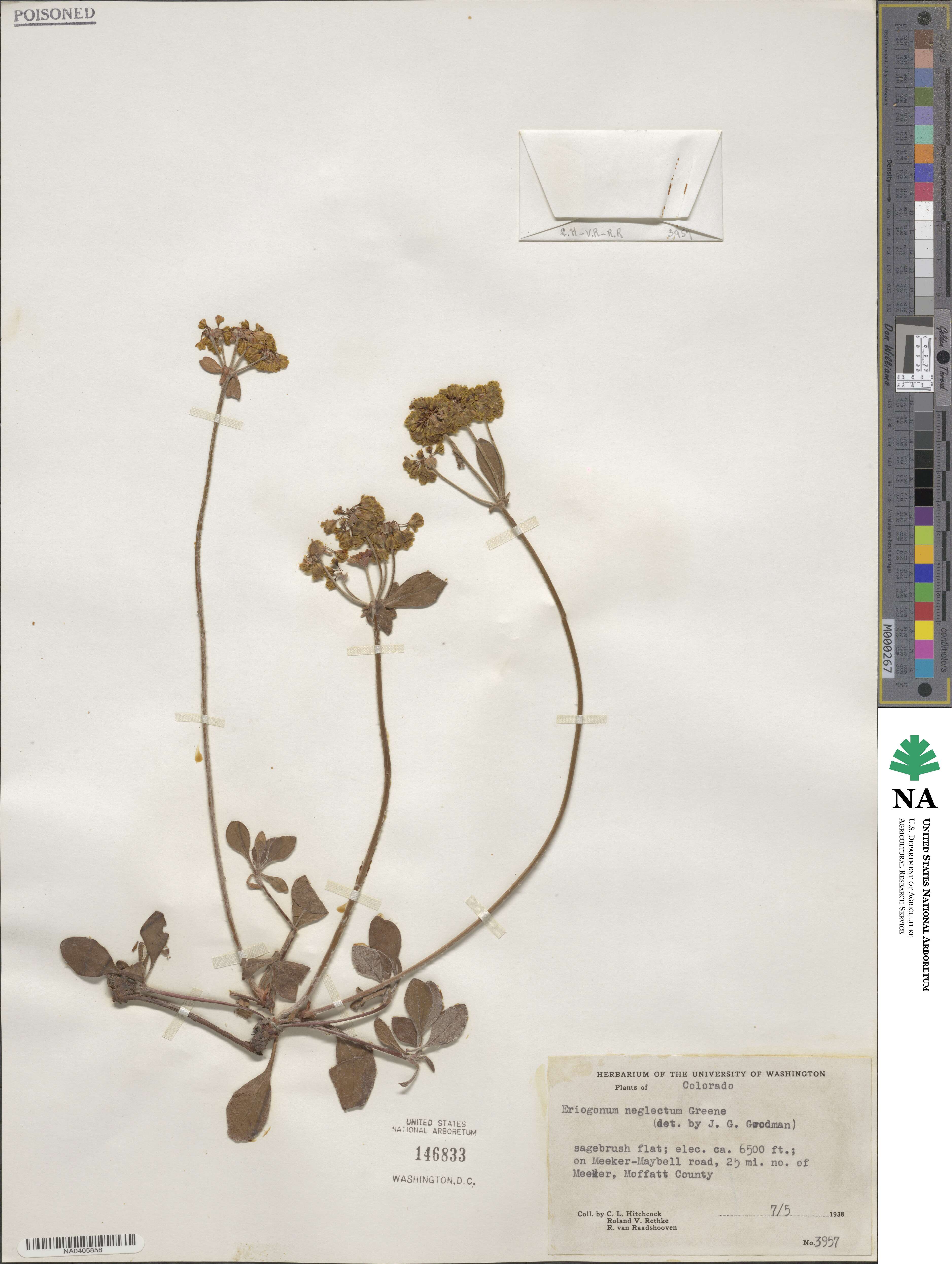 Eriogonum umbellatum var. aureum image