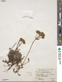 Eriogonum umbellatum var. aureum image