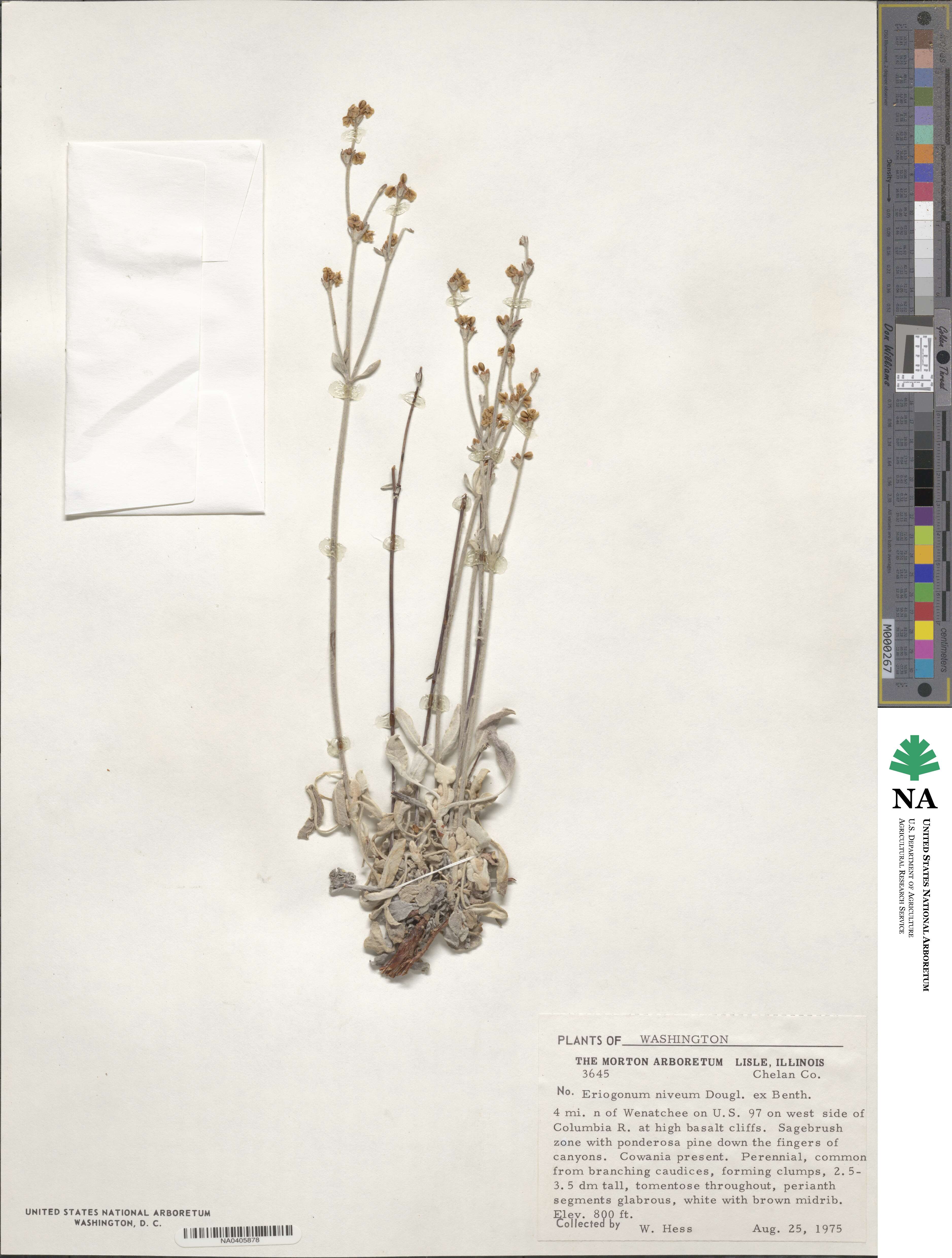 Eriogonum niveum image
