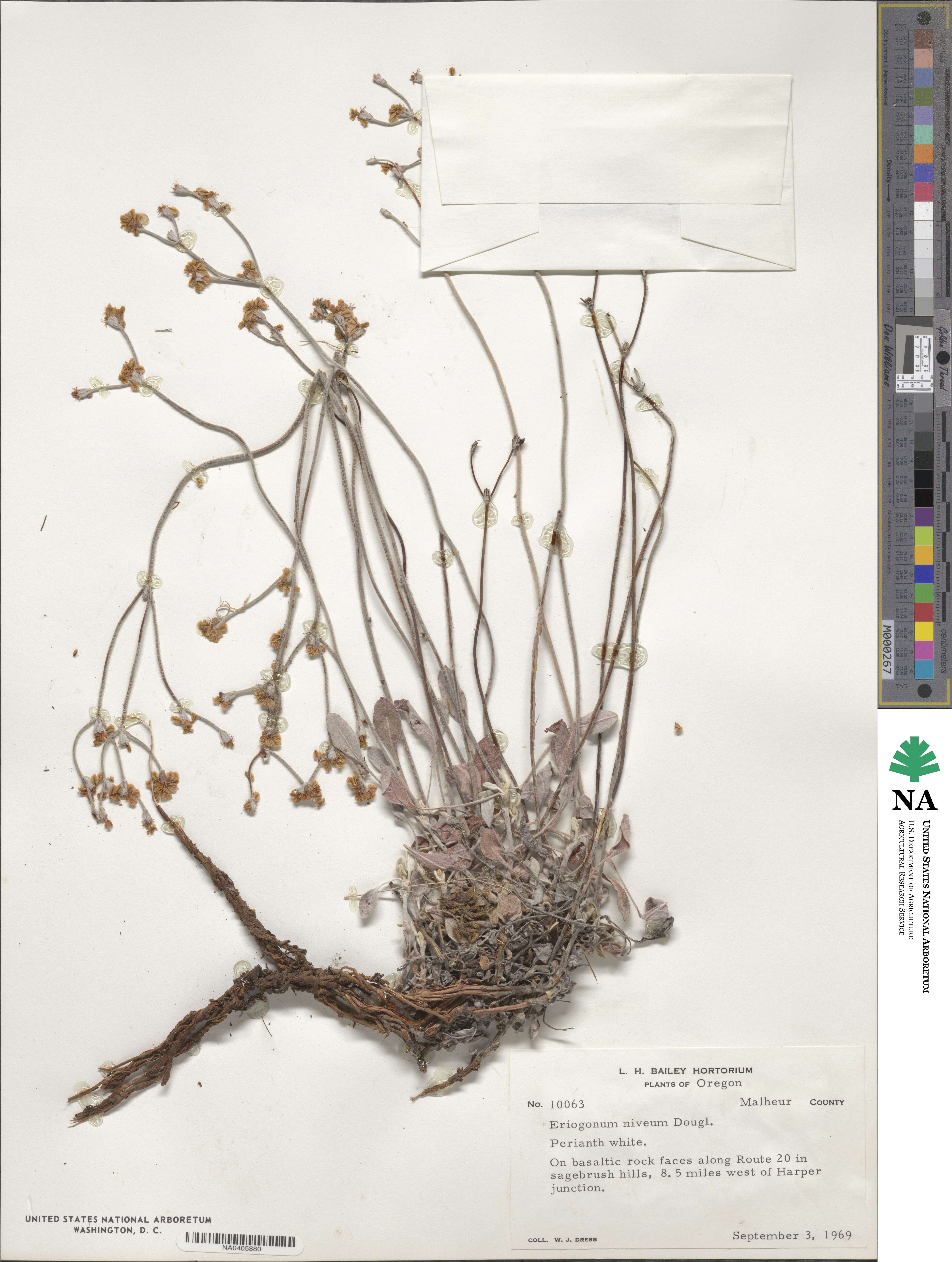 Eriogonum niveum image