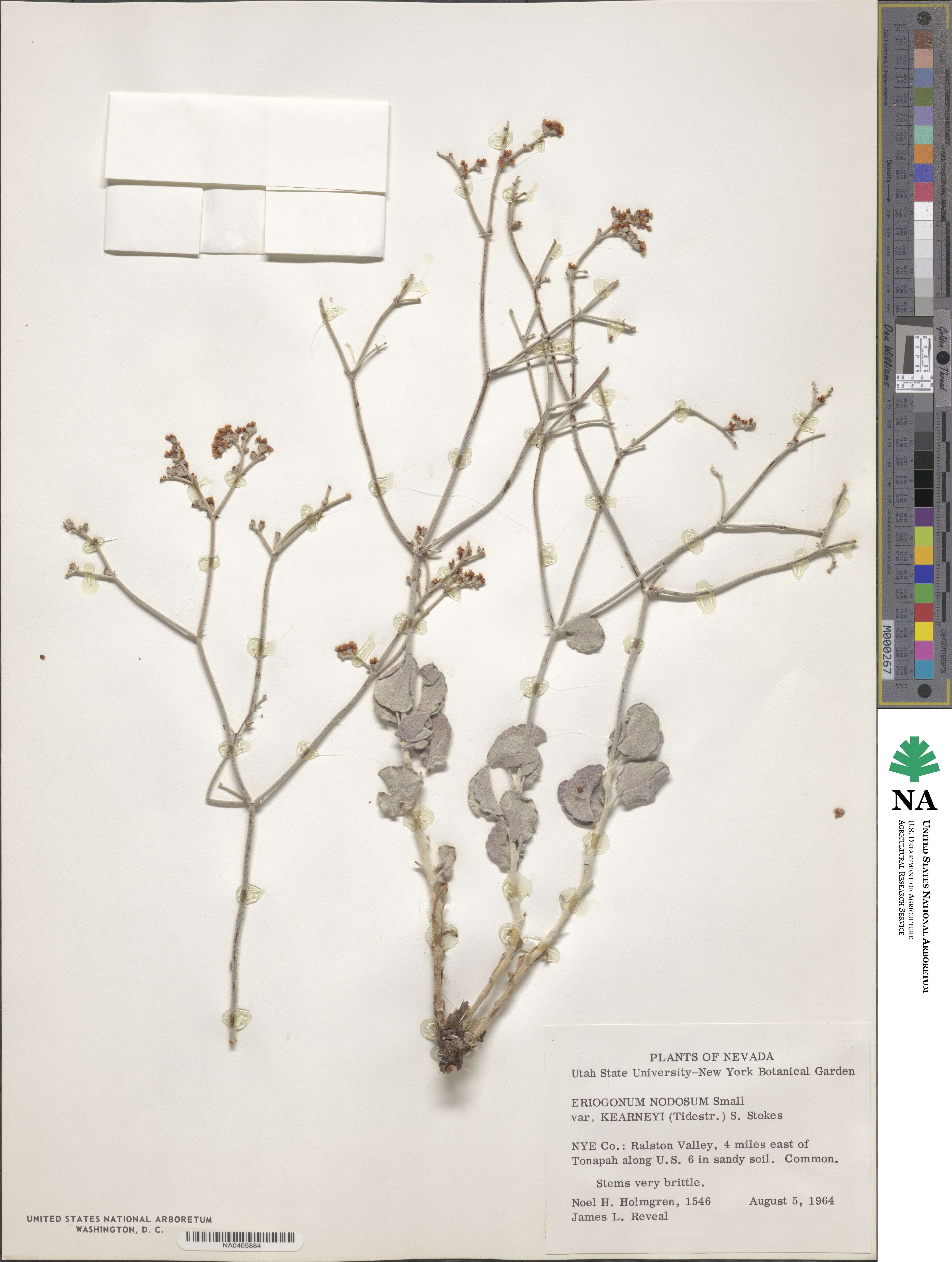 Eriogonum nummulare image