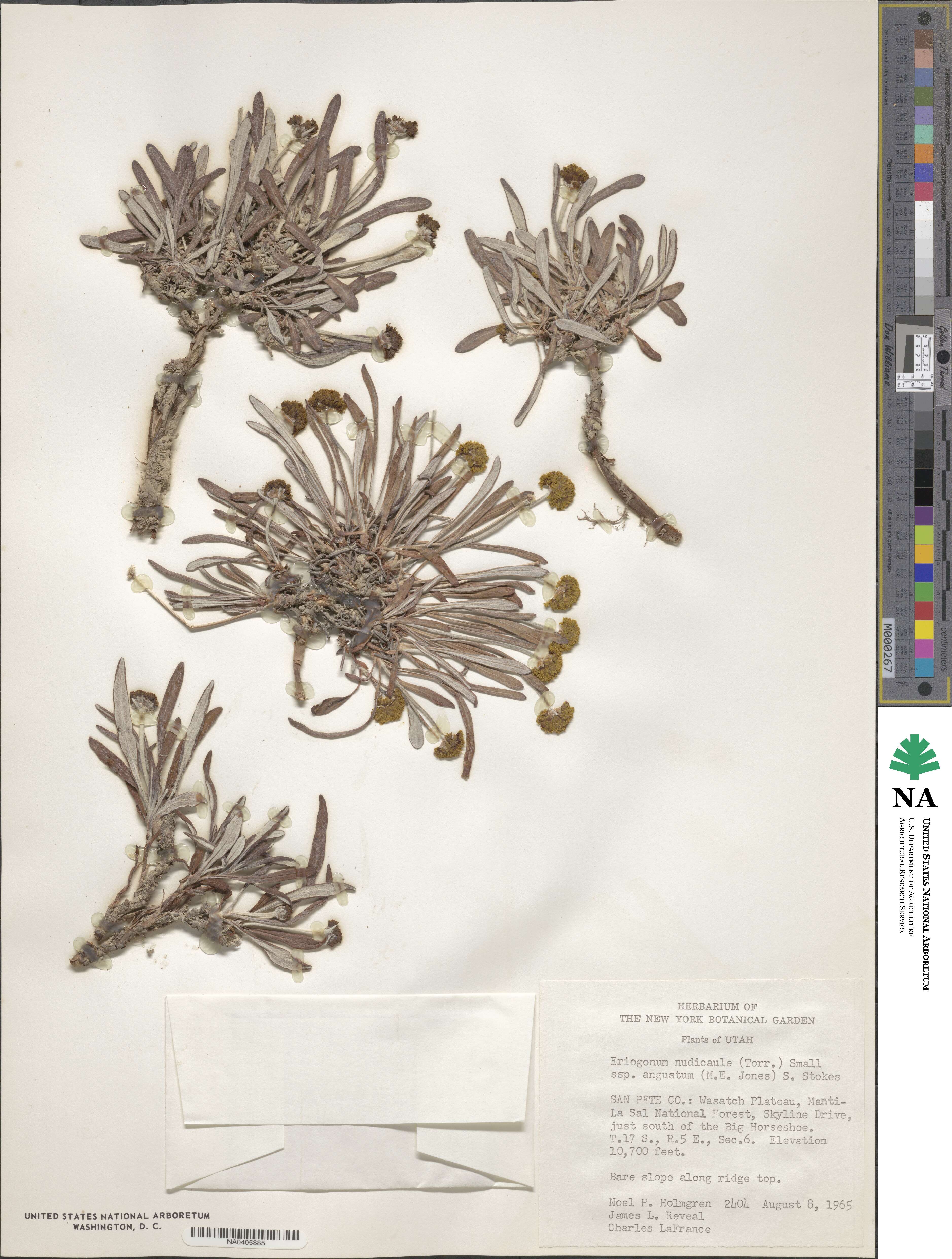 Eriogonum brevicaule image