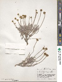 Eriogonum brevicaule var. laxifolium image