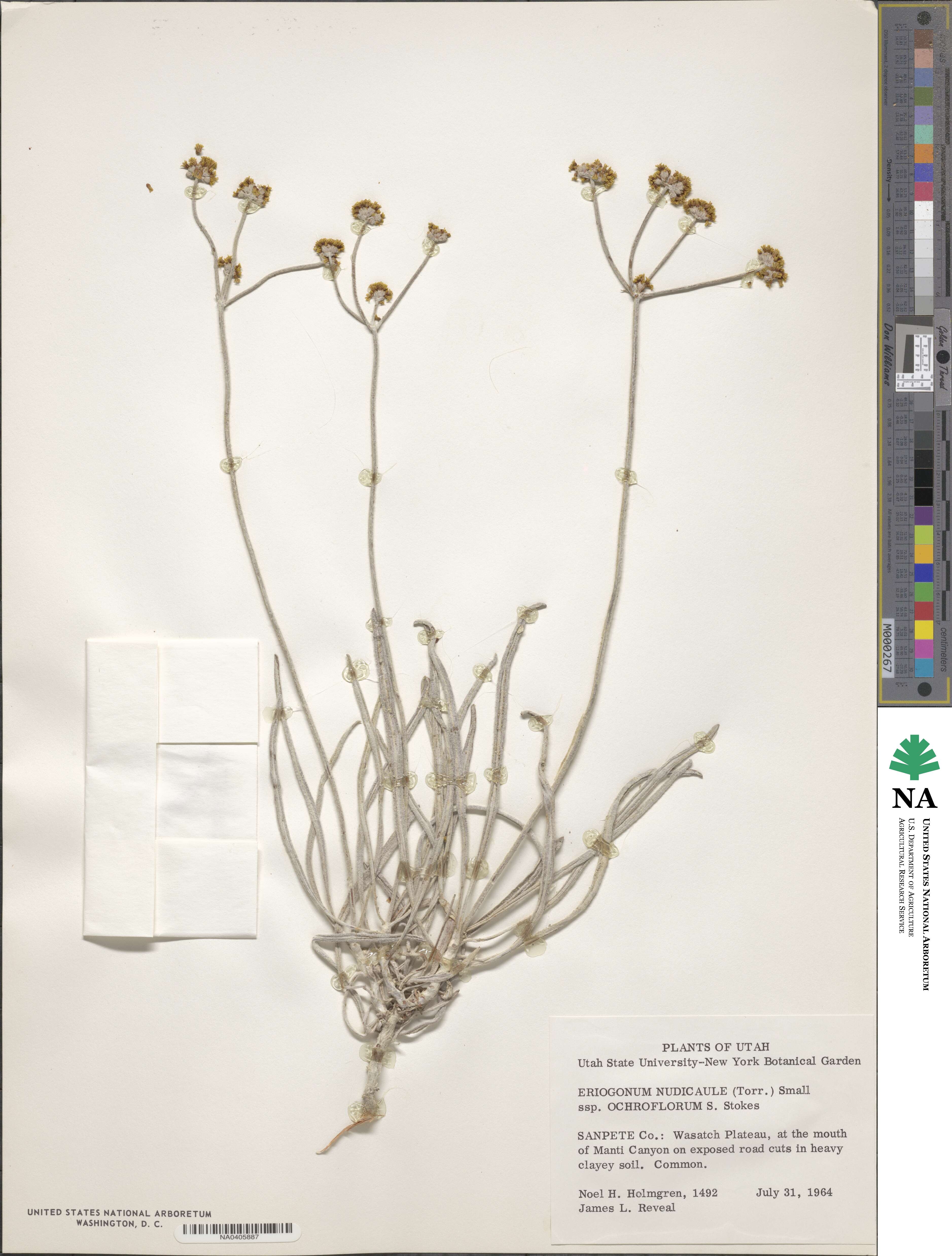 Eriogonum spathulatum image