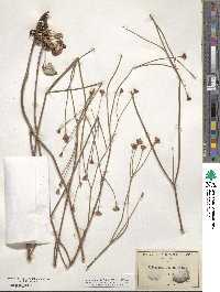 Eriogonum nudum image
