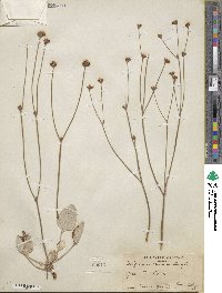 Eriogonum nudum image