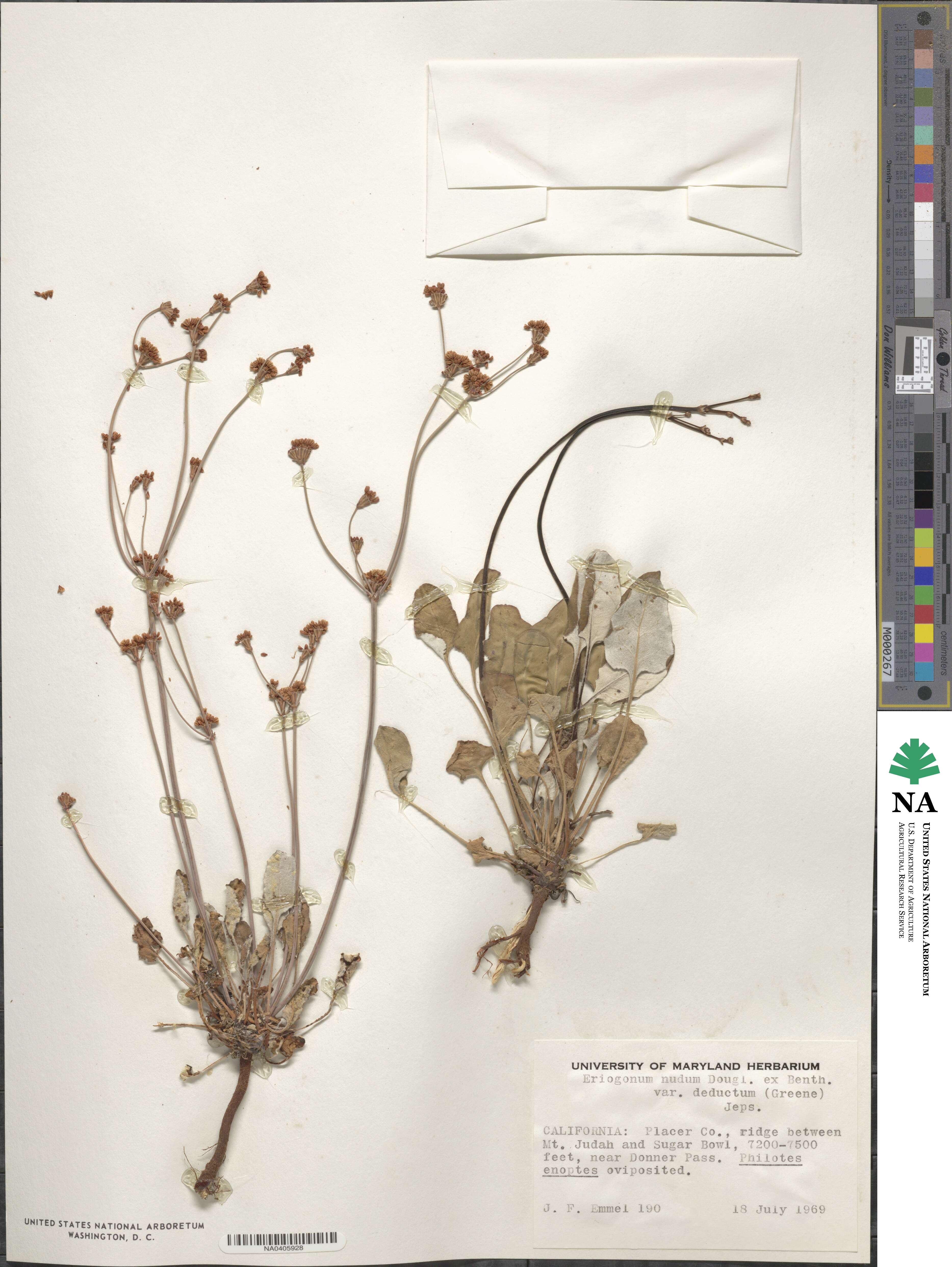 Eriogonum nudum var. deductum image