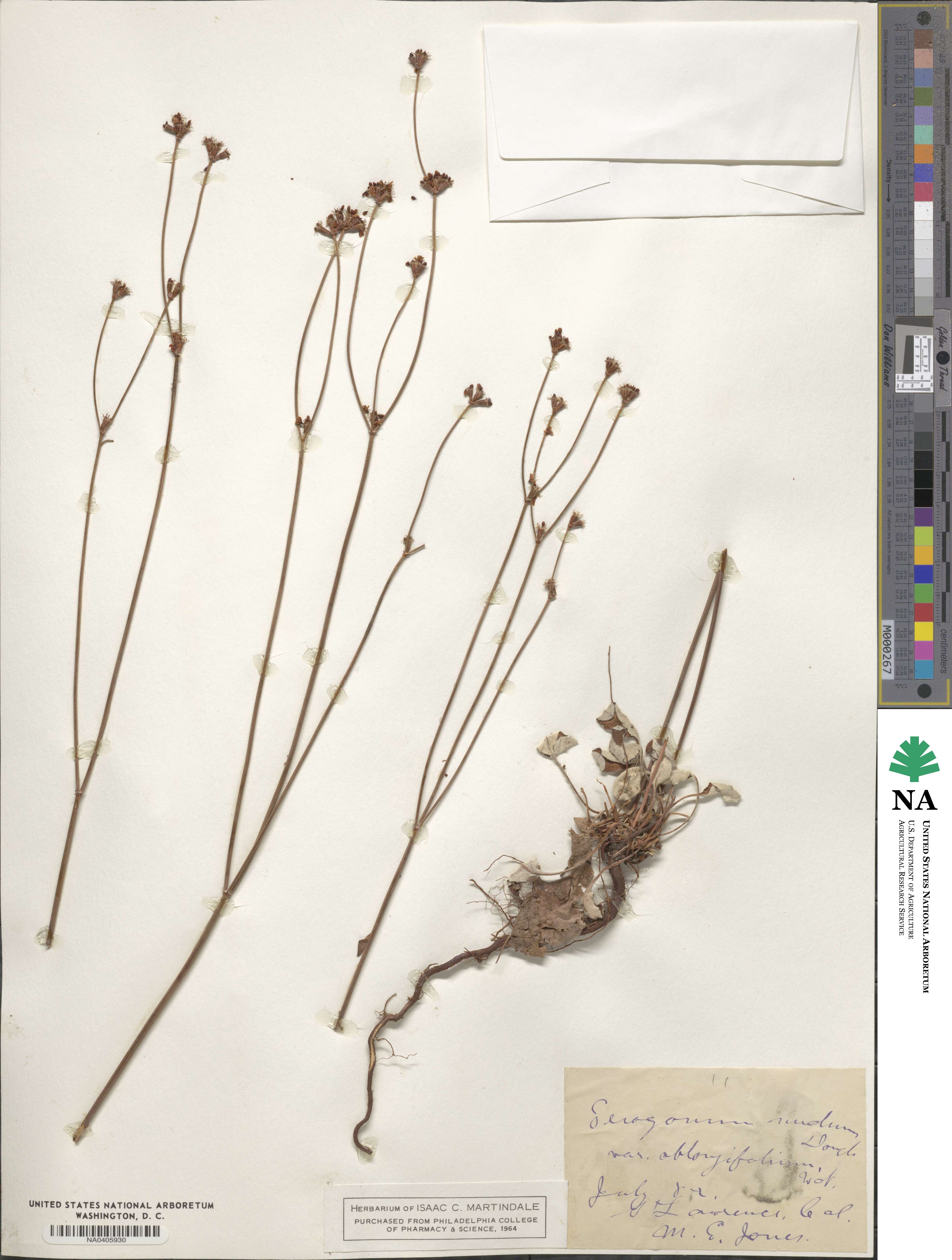 Eriogonum nudum var. oblongifolium image