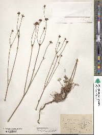Eriogonum nudum image